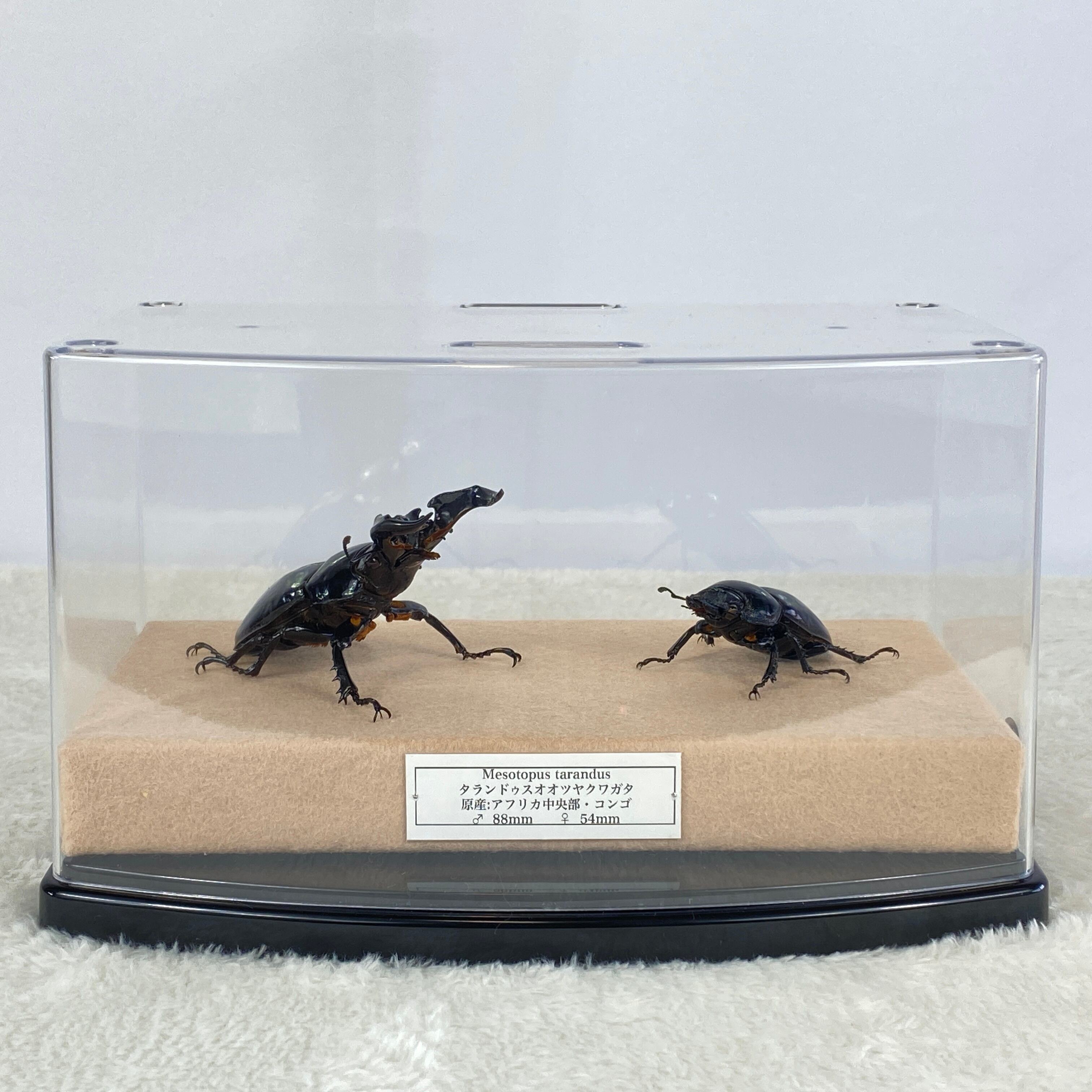 大型】ヘラクレスオオカブト（ヘラクレス）のオブジェ（標本）