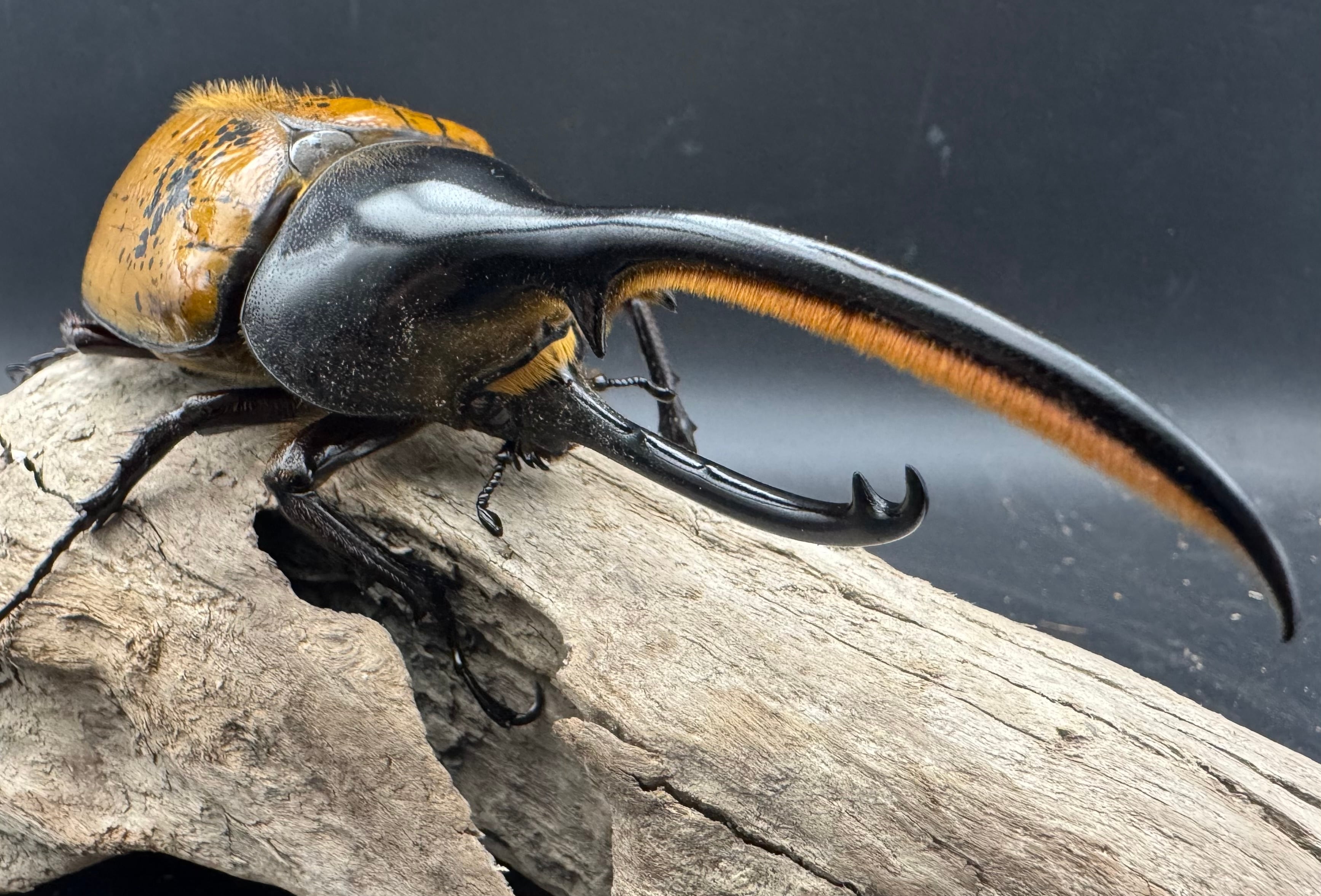 ヘラクレス・エクアトリアヌス 煌血統 128mm B品ペア》inohiro109氏