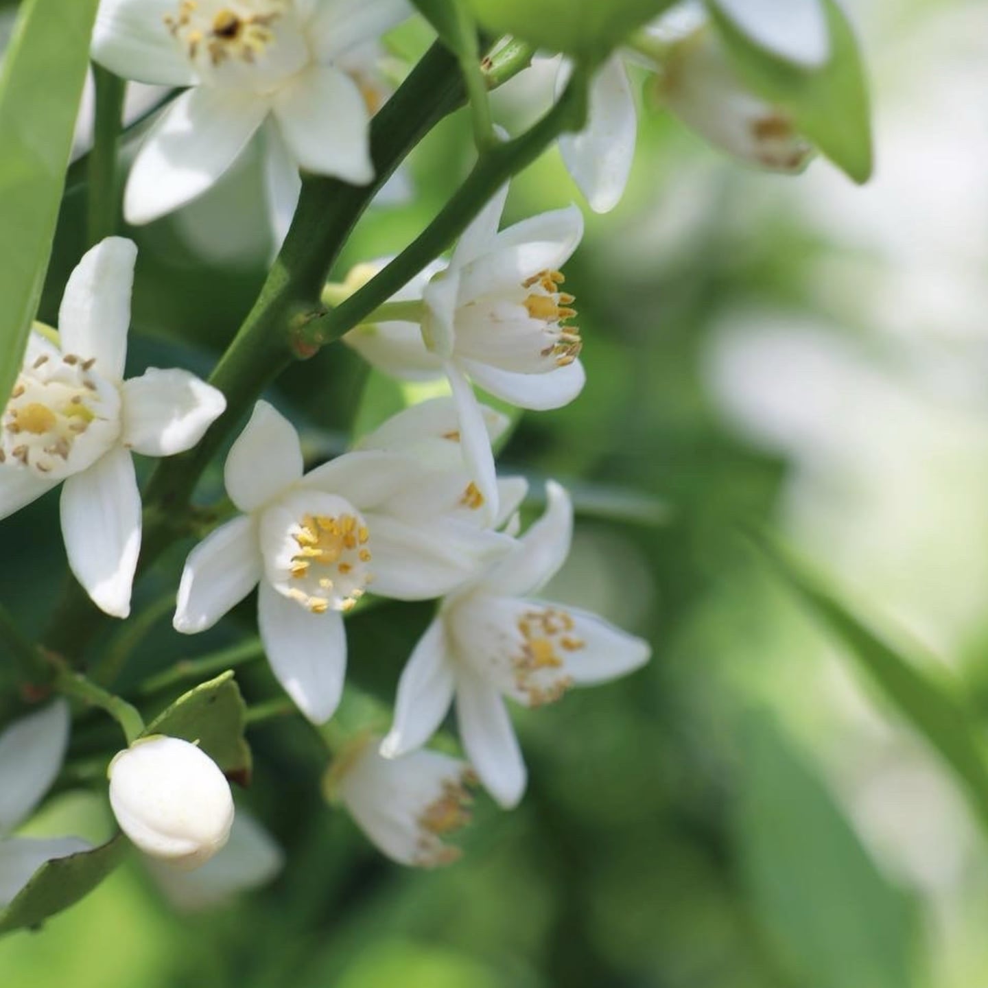 ○2025年度 新規専用『大和橘』応援プロジェクト | なら橘プロジェクト