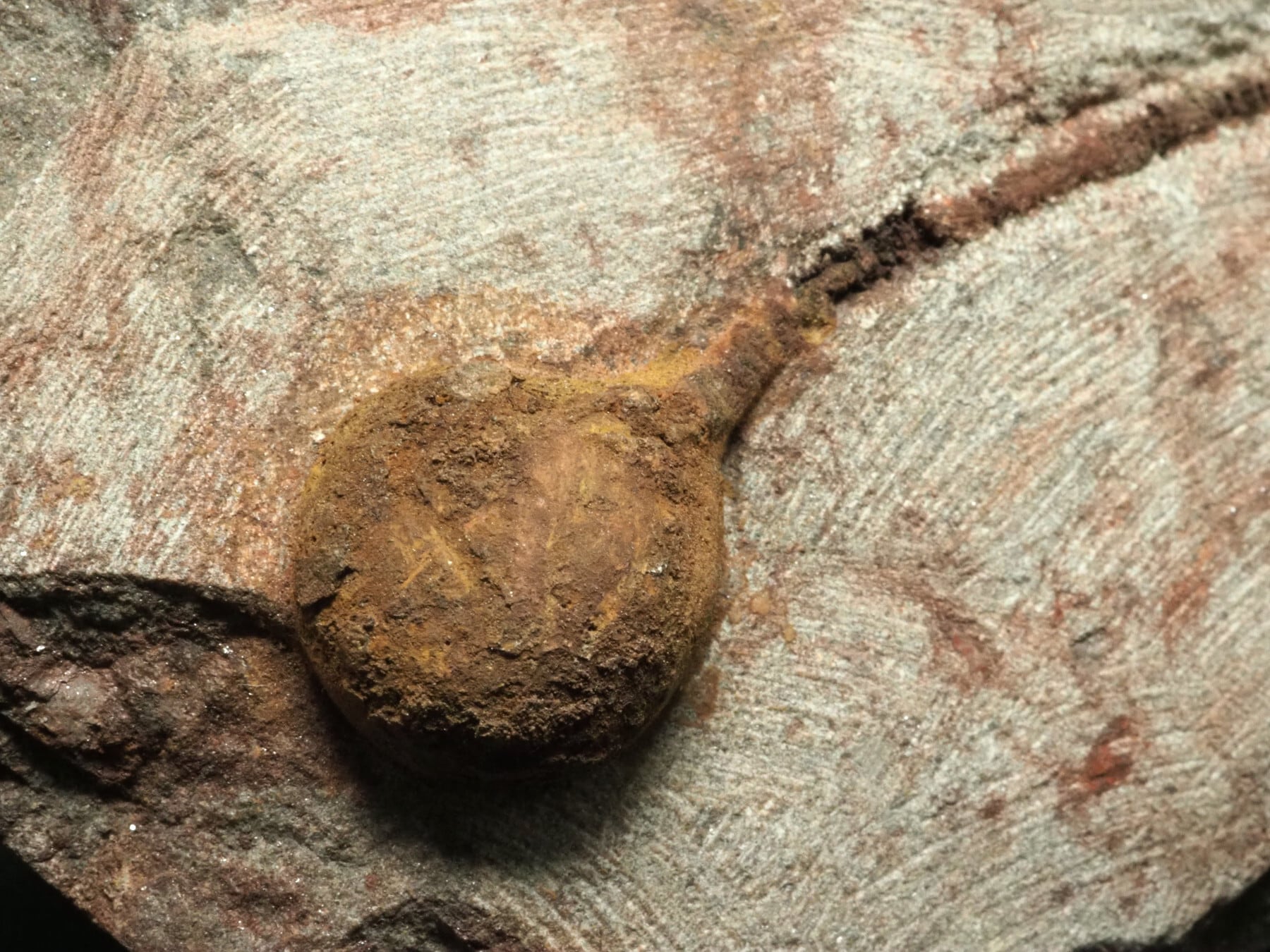 ウミユリ 化石 浮き付き！ウミユリの化石【Ascocystites ecrinaid