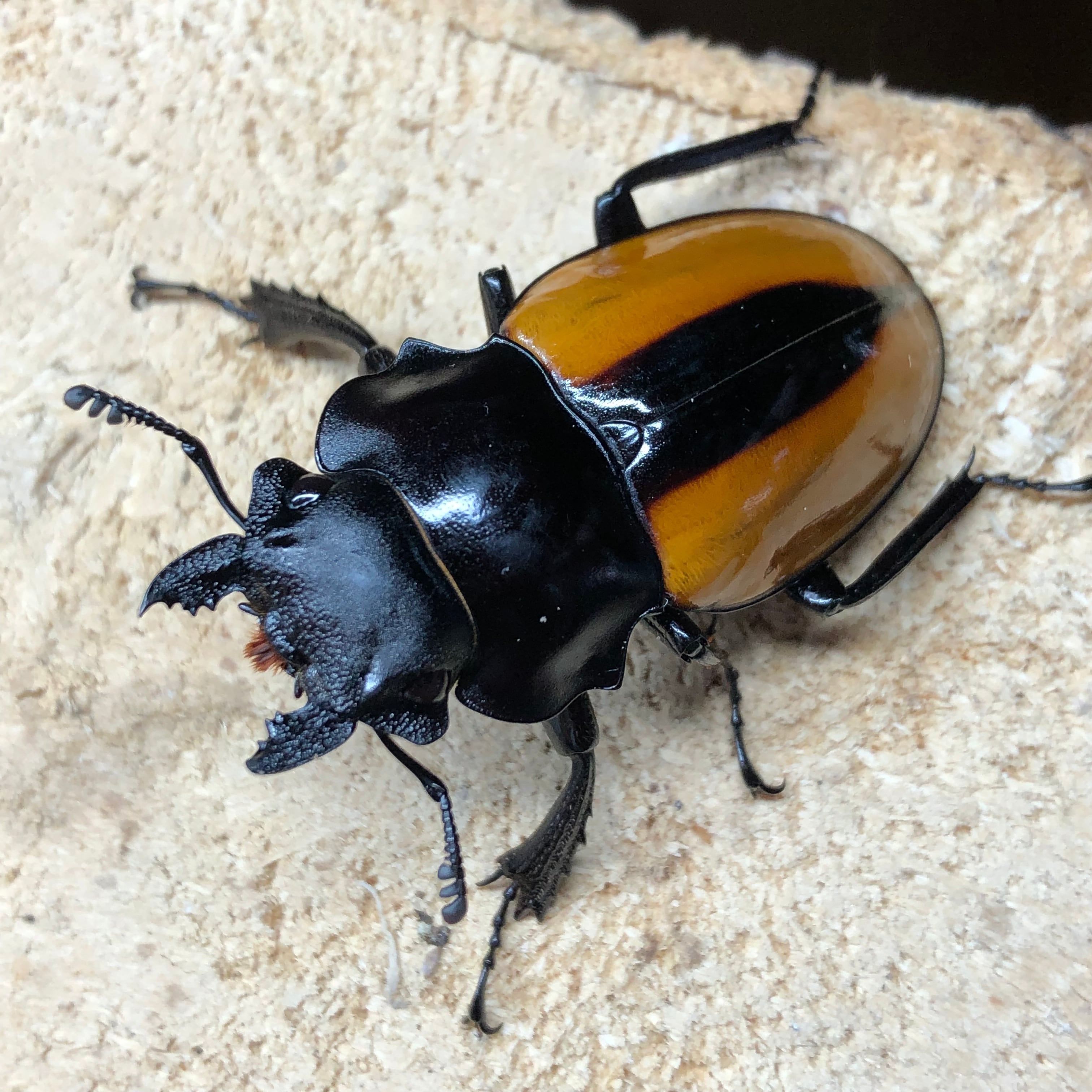 初売・ネシア便】南カリマンタン産☆大型☆♂68.8mmボーレンホーベンツ