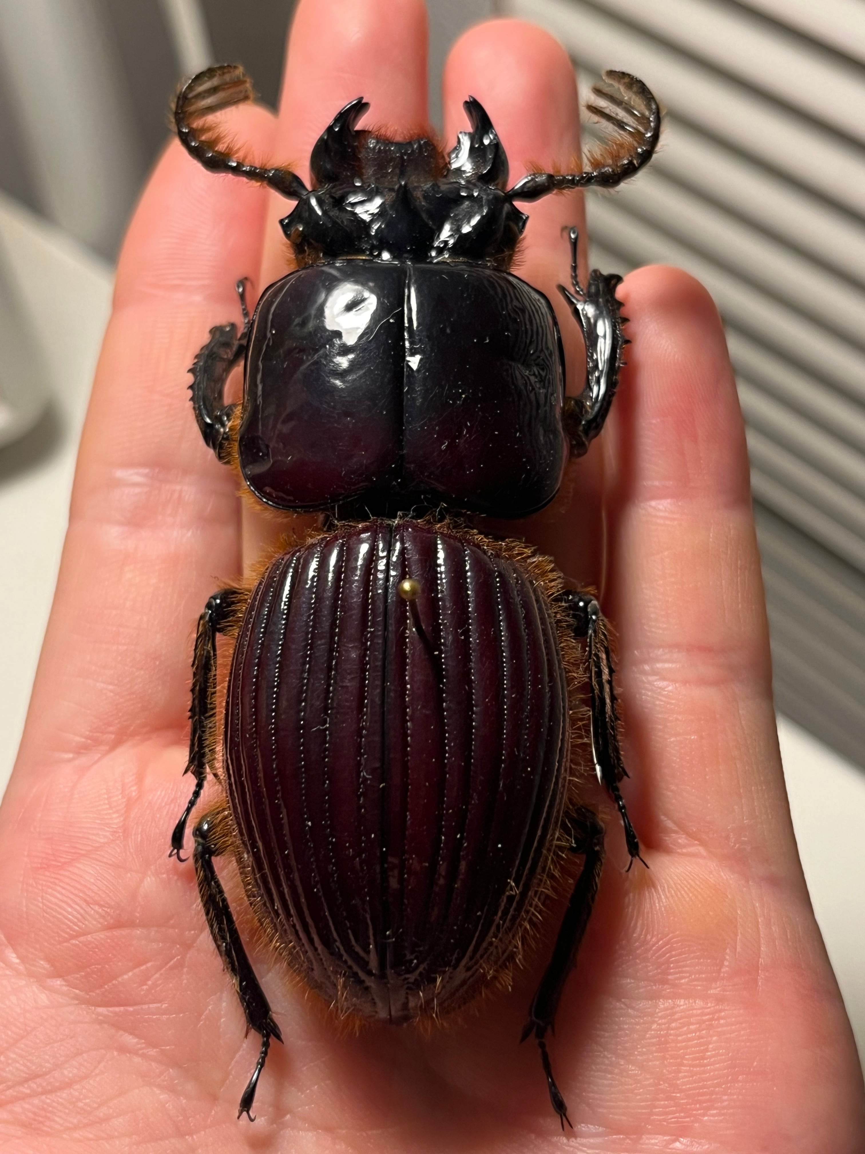 71mmセラムドウナガテナガコガネ テナガカミキリ昆虫標本 ◇セラムド