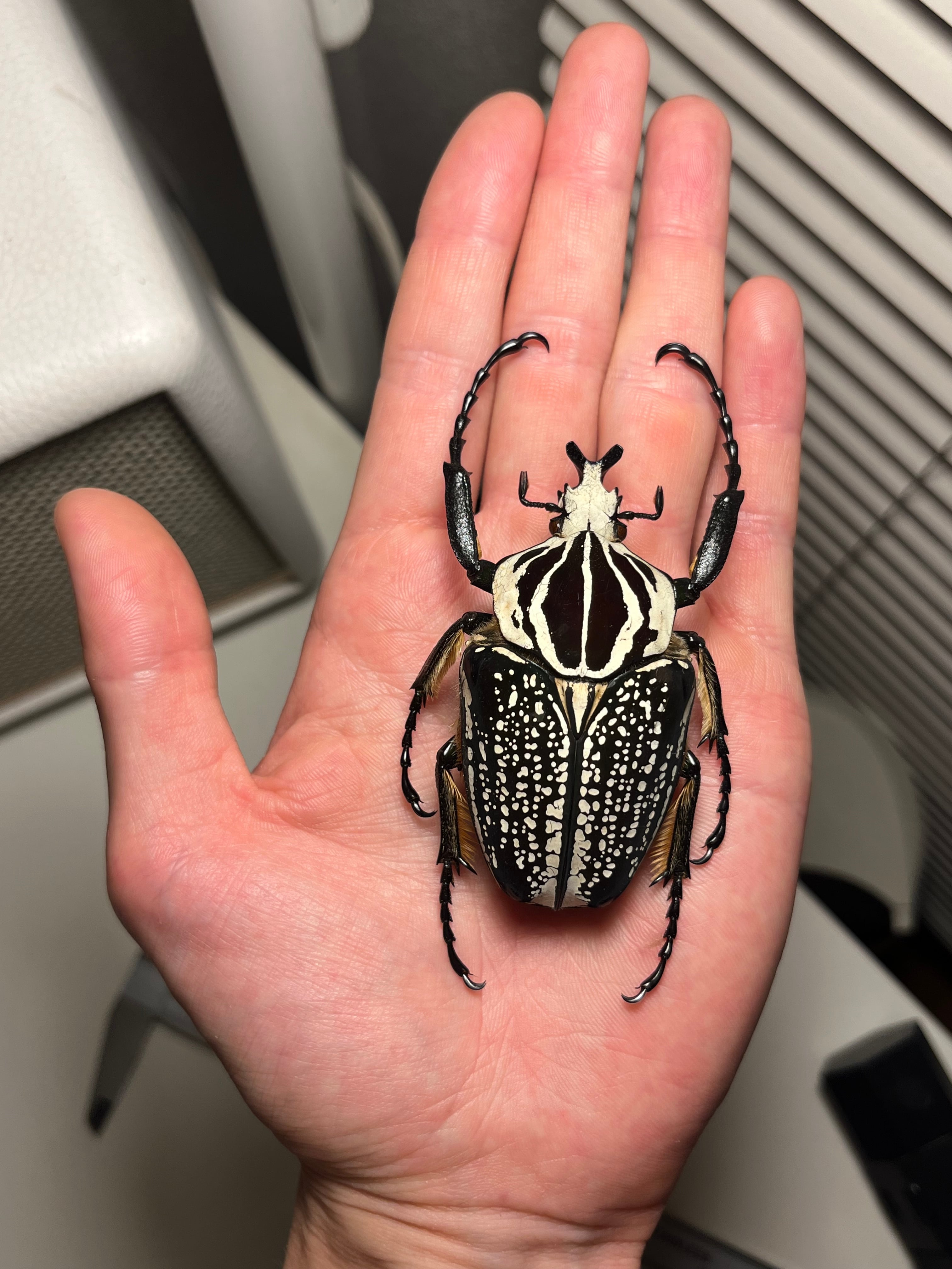 150mm】タイタンオオウスバカミキリ カブトムシクワガタハナムグリ昆虫