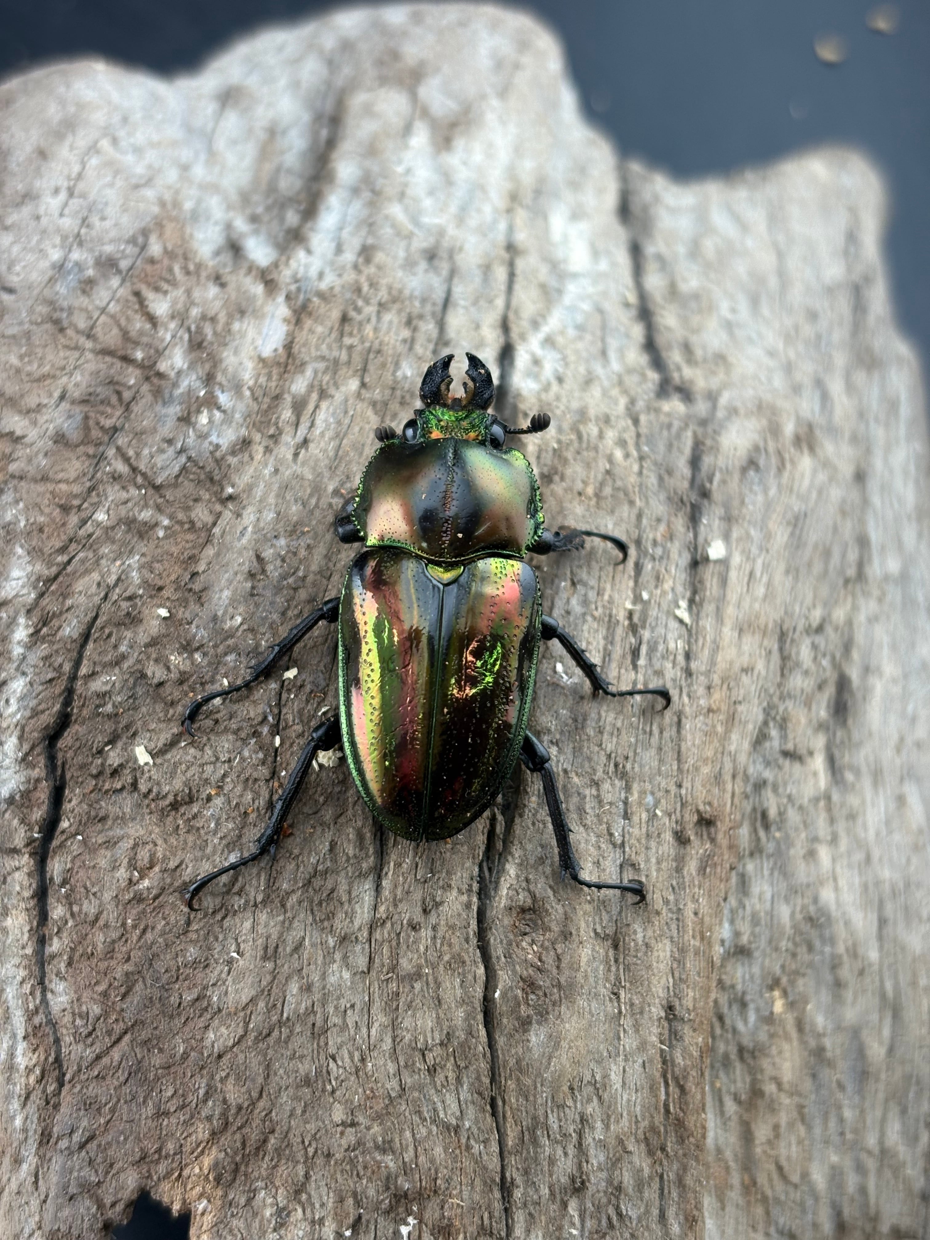 ニジイロクワガタ 57〜60mm ペア》むし岡だいき氏委託個体 | KPW公式