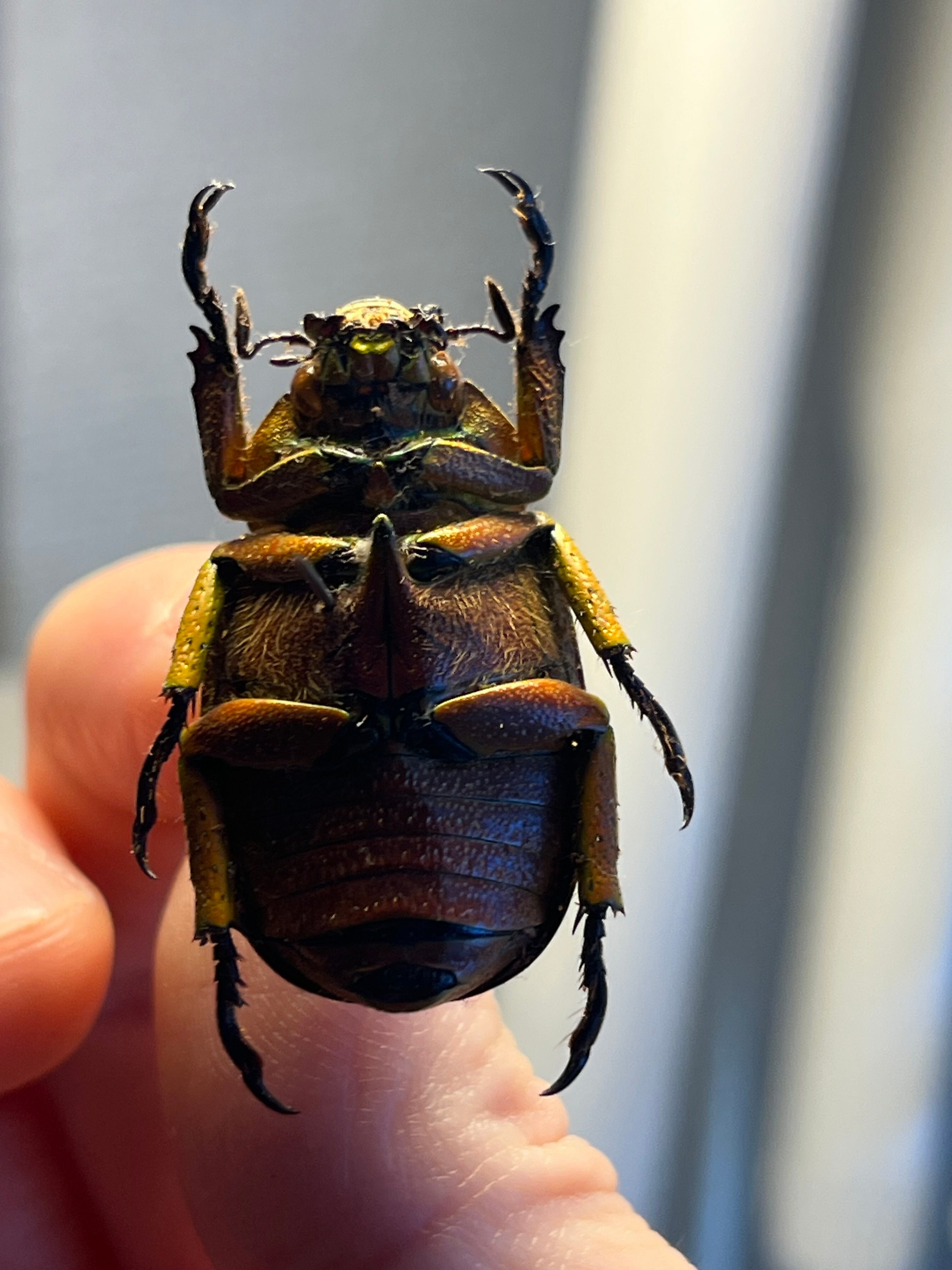 31mm】ヴィクトリナウグイスコガネ プラチナコガネ 標本 カナブン