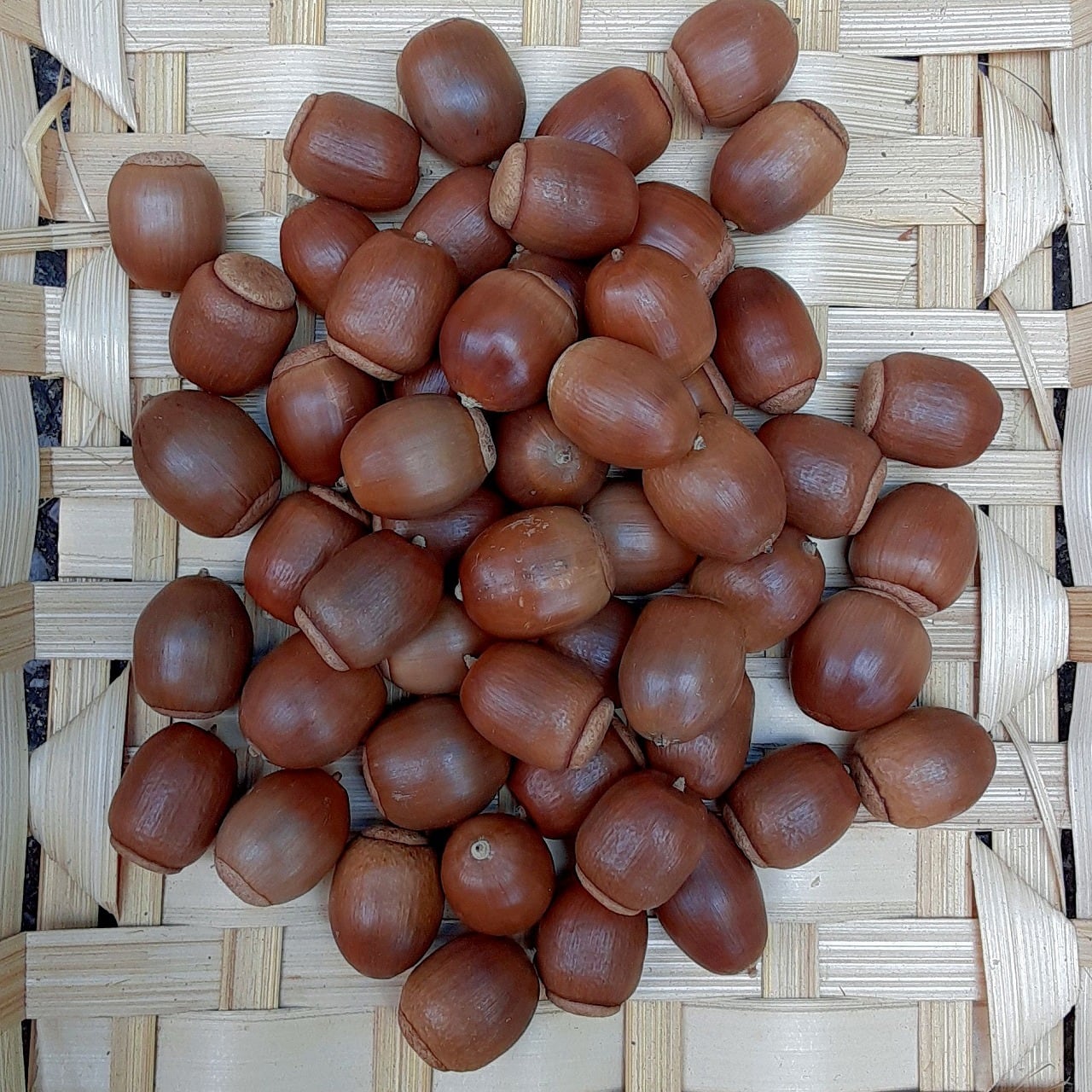 bee0a3de0a8a5d5c1a644a8c16ebe4