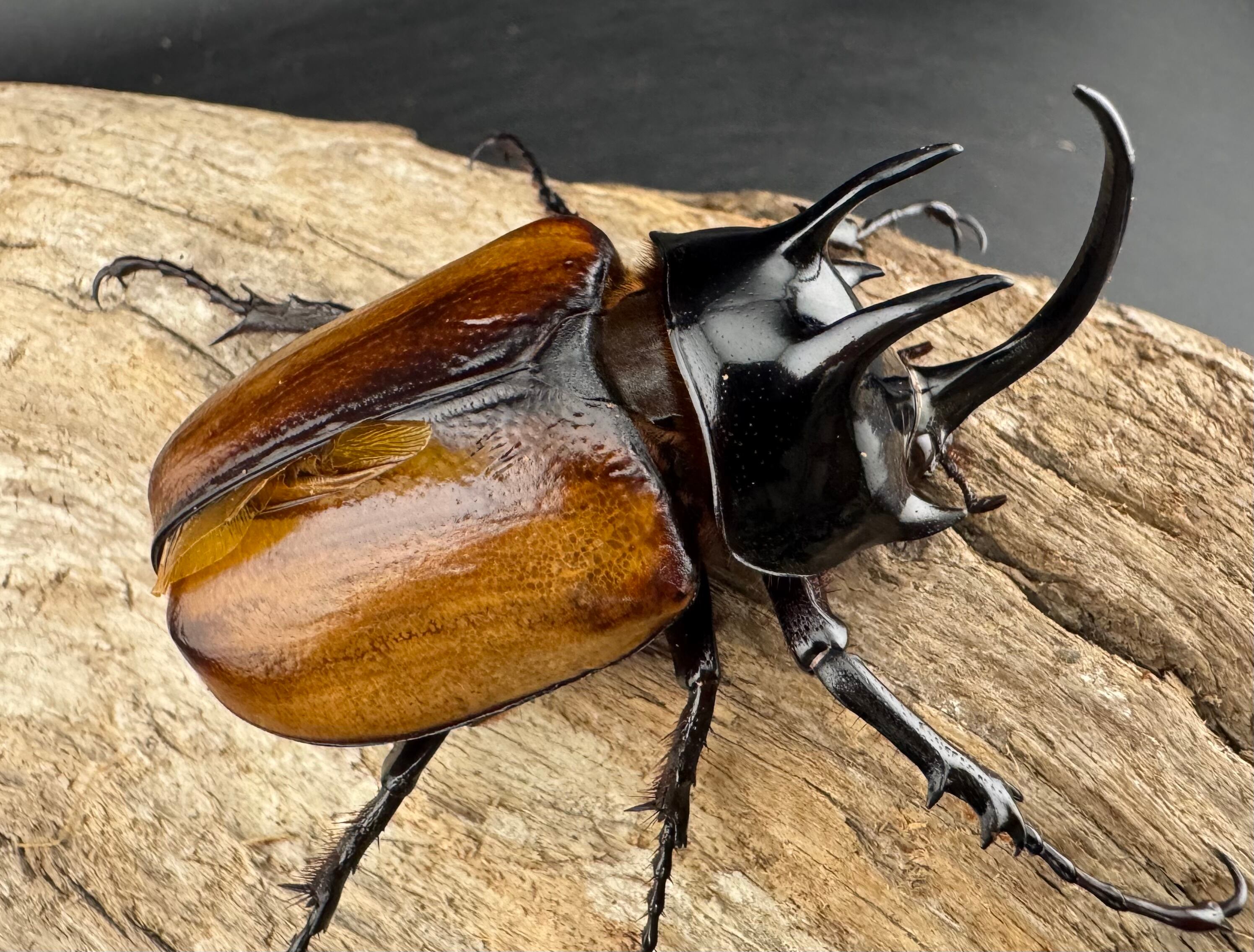 WD】《スキットゴホンツノカブト 65mm ペア》 | KPW公式オンラインショップ