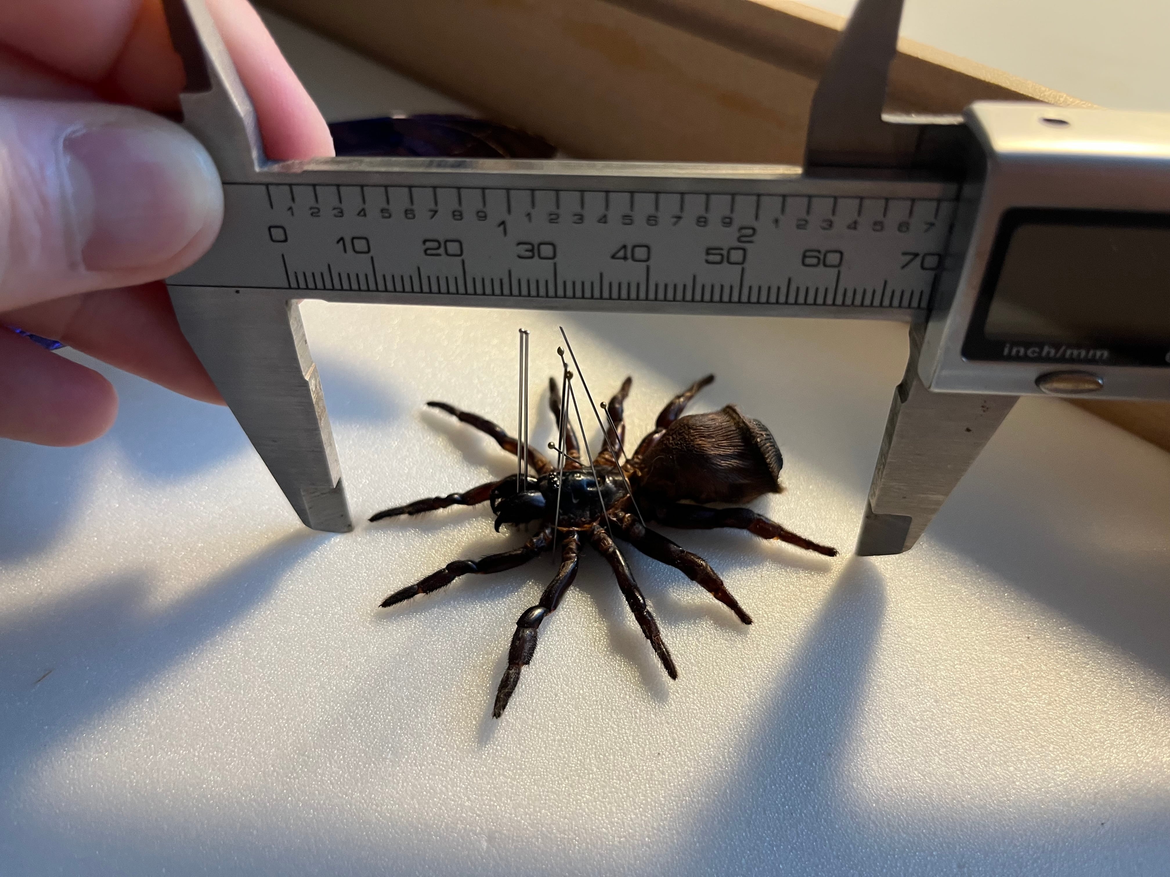 シリキレグモ トラップドアスパイダー タランチュラ ムカデ サソリ