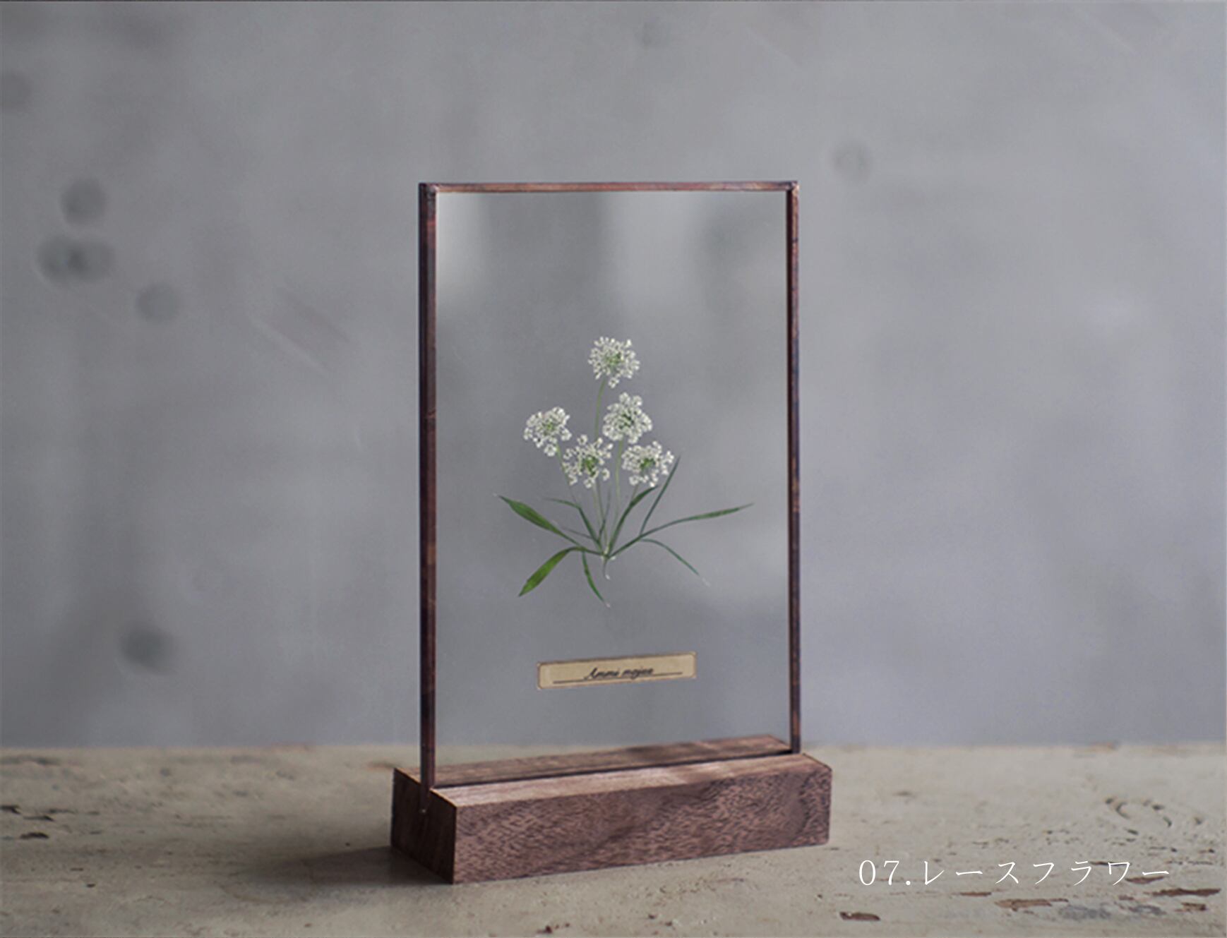 アンティーク 植物標本 高山植物 全57種 2024 アンティーク 植物標本