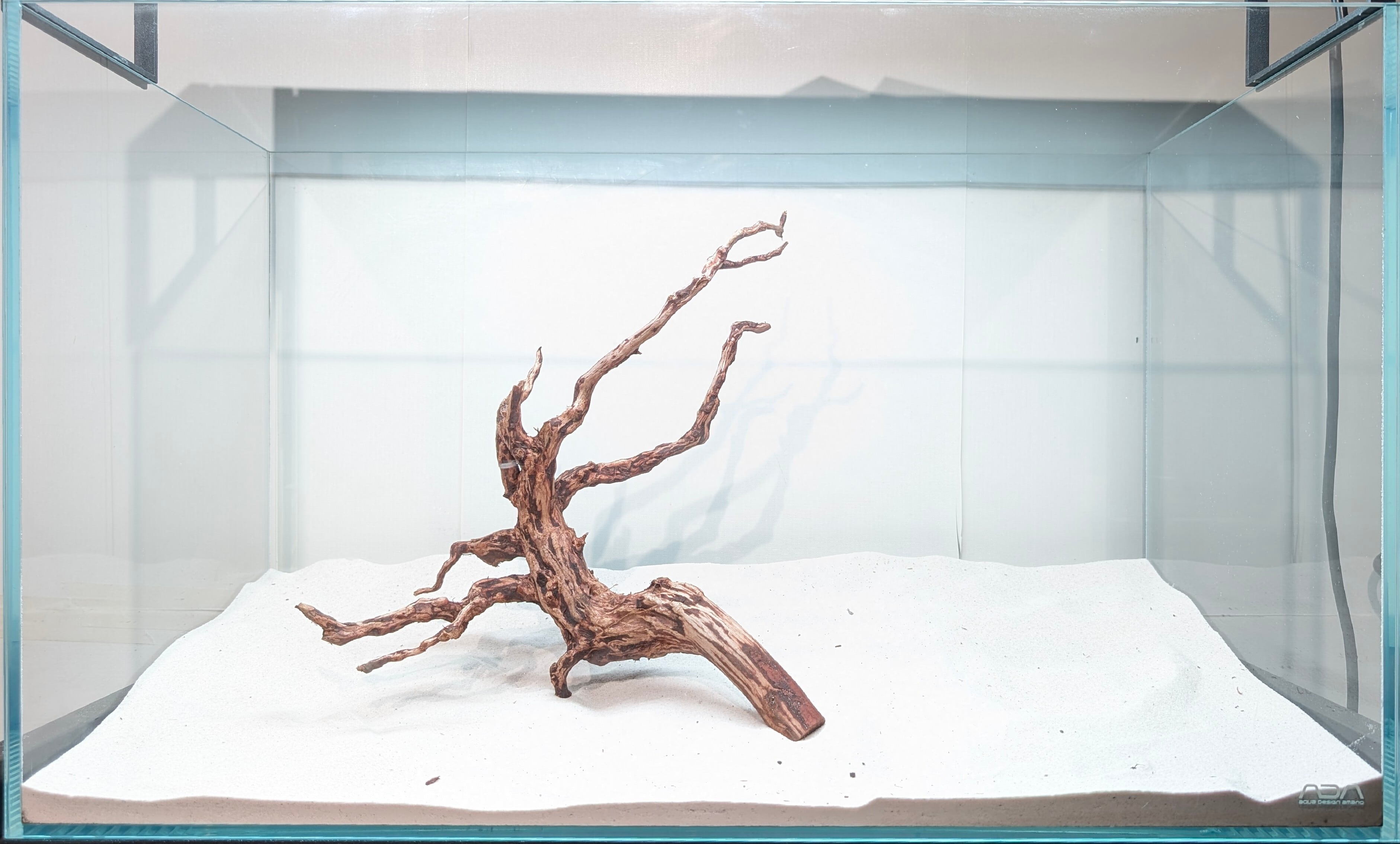 スマトラブランチウッド【SBC117】流木 アクアリウム 水槽 熱帯魚