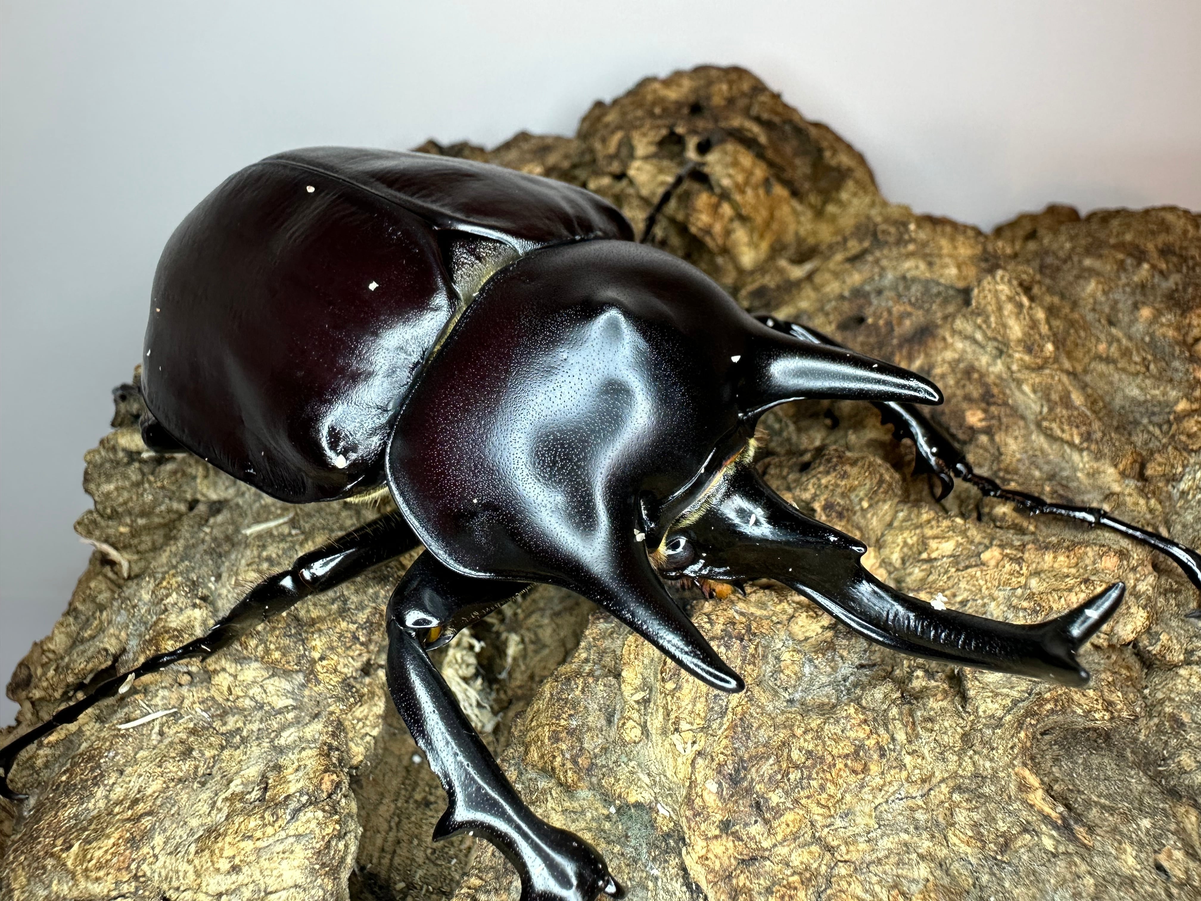 エレファスゾウカブト♂117mm 標本 エレファスゾウカブトの標本 写真