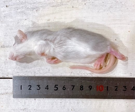 冷凍ラット 30サイズ 21g～30g 1パック10匹入り | ネズミ屋さん