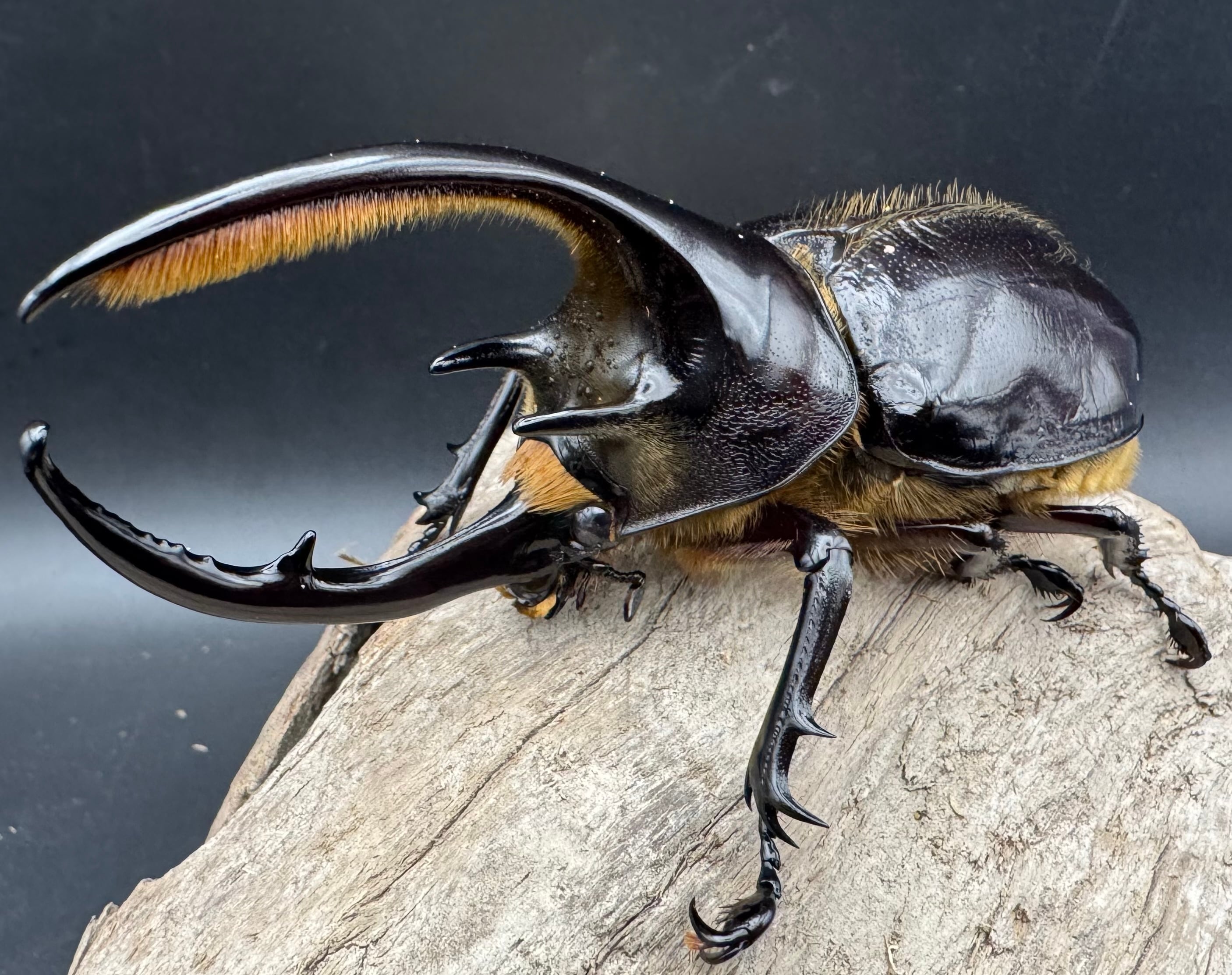 割引 ネプチューンオオカブトペア ネプチューンオオカブト ♂138mm