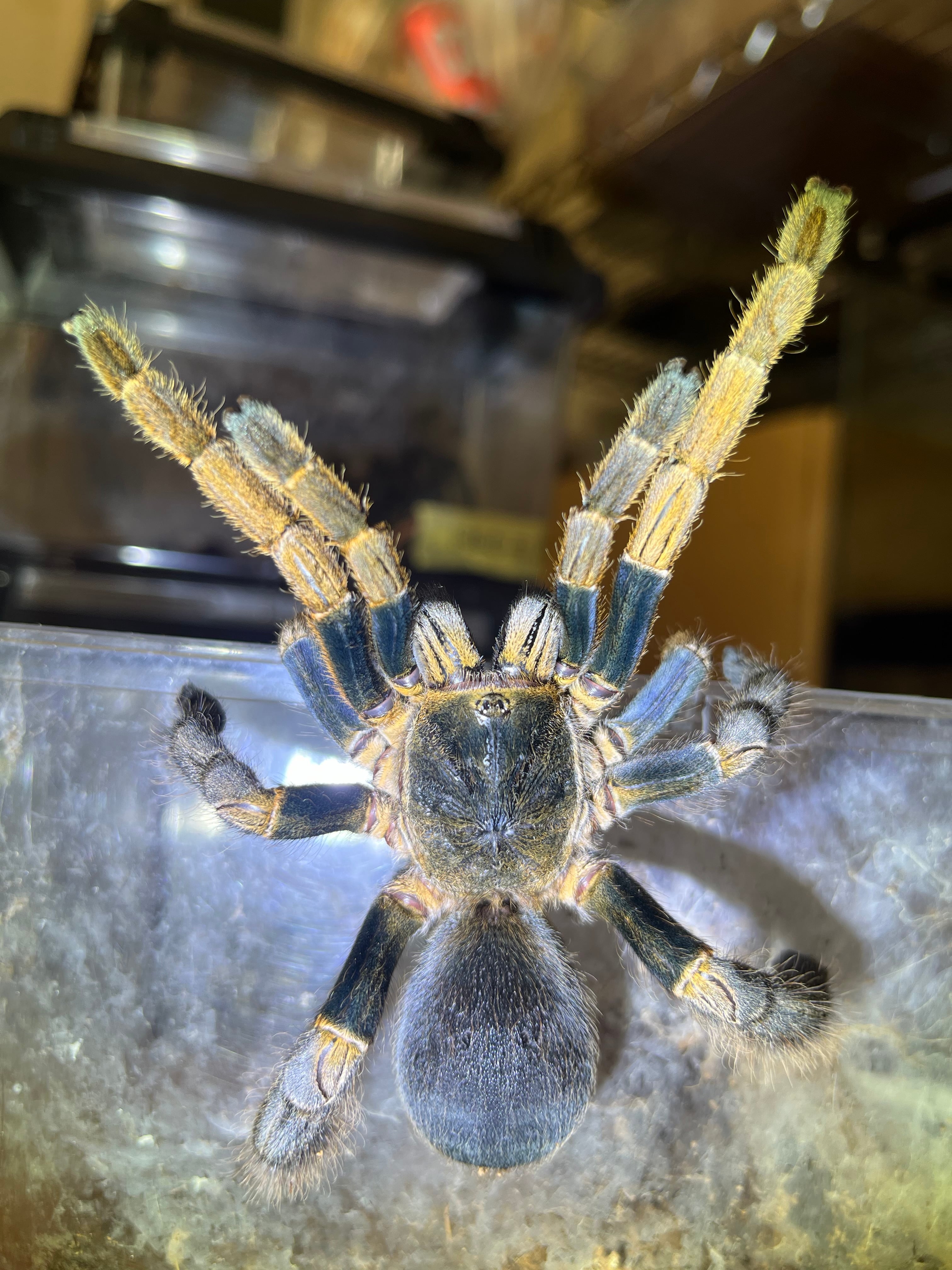 標本】ベトナムスタウトレッグアースタイガータランチュラ LS14cm程