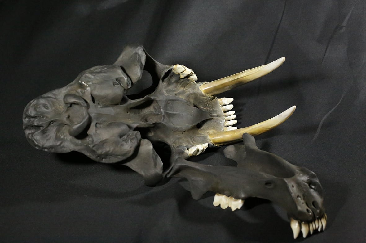 サーベルタイガー 原寸大頭骨レプリカ【 スミロドン Smilodon fatalis