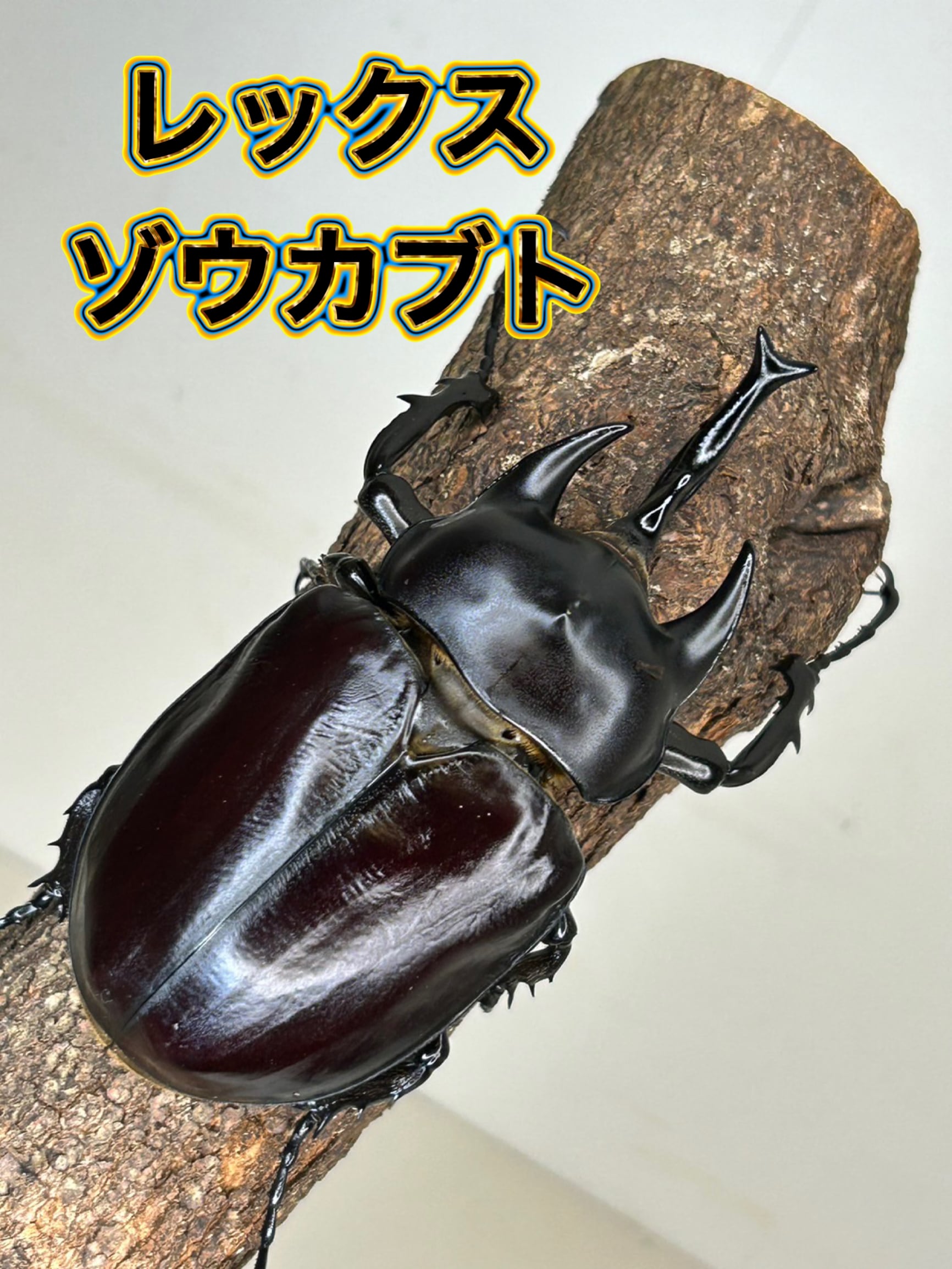 レックスゾウカブト 成虫 (オス) 別名 アクティオンゾウカブト オス