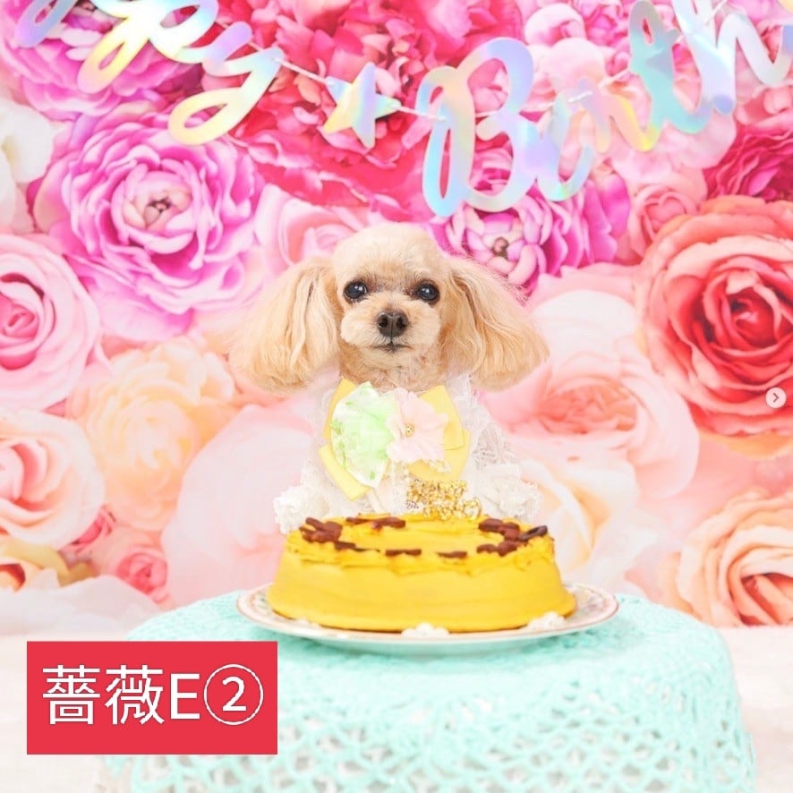 背景布 【 秋XD 】 80×120cm 11月 ペット撮影用フォトブース 紅葉 玉