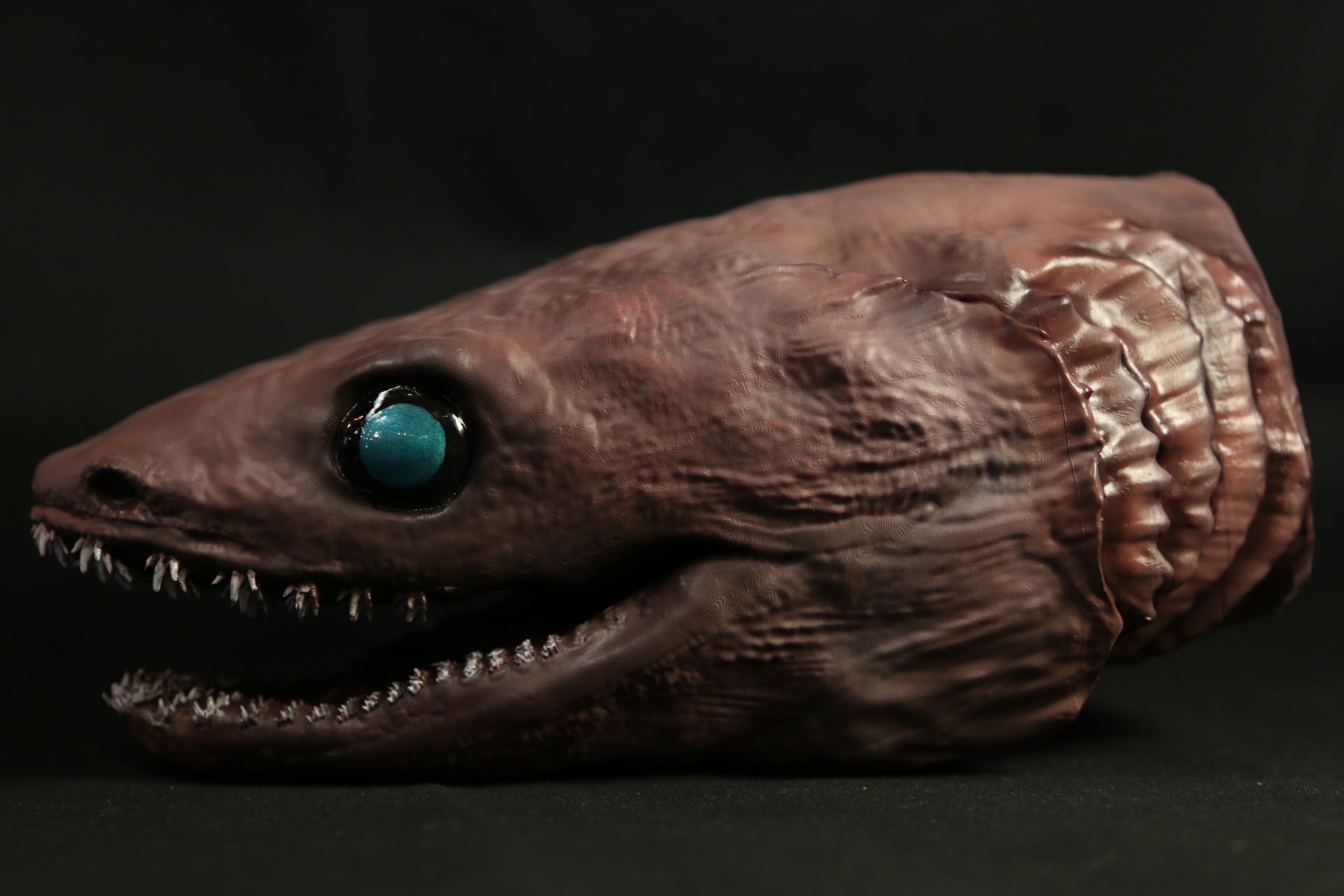 ラブカ 全身骨格 ご報告【ついに、ラブカと一つに】 ついに！！ついに