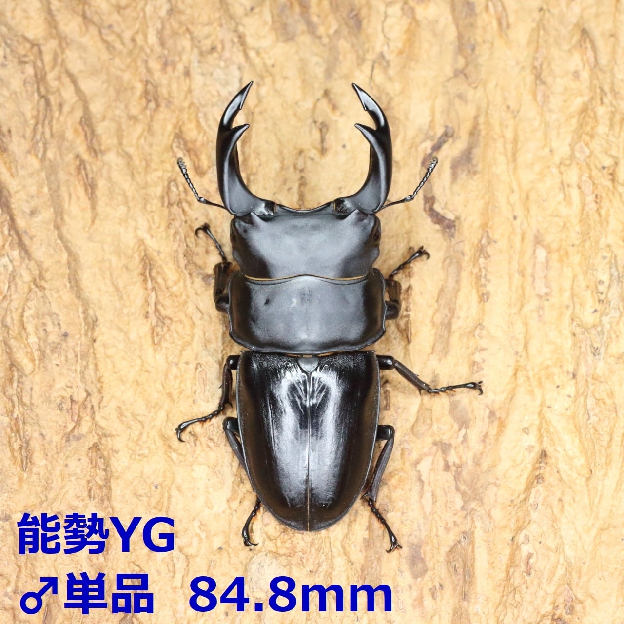 オオクワガタ 標本 死虫 能勢YG血統 脅威の88.8ミリ！ オオクワガタ