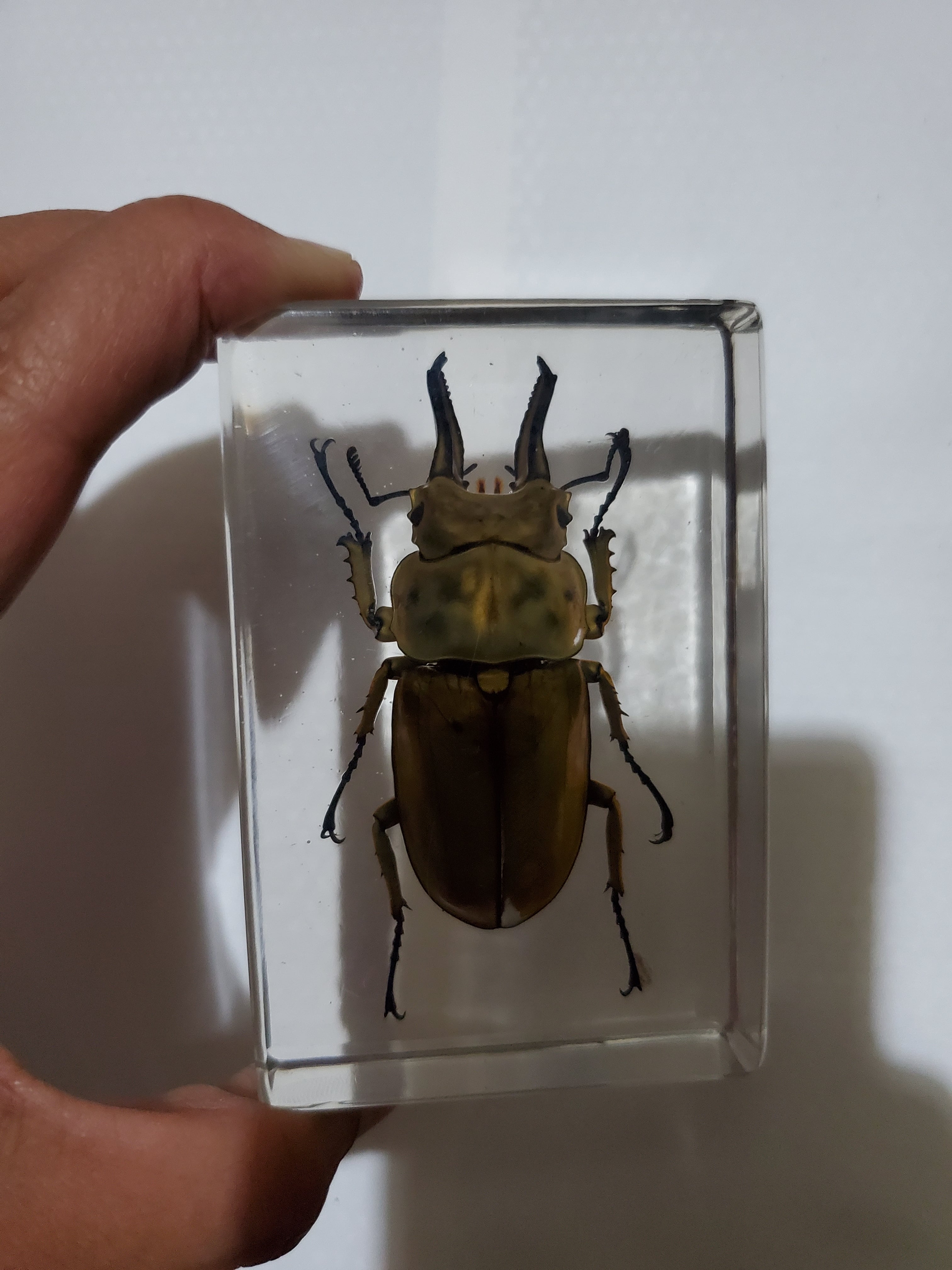 立派な立て髪を持つライオンコガネ③【標本】 立派な立て髪を持つ