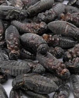 冷凍クロコオロギ 500g M～MLサイズ約550～600匹 | Coco Colors