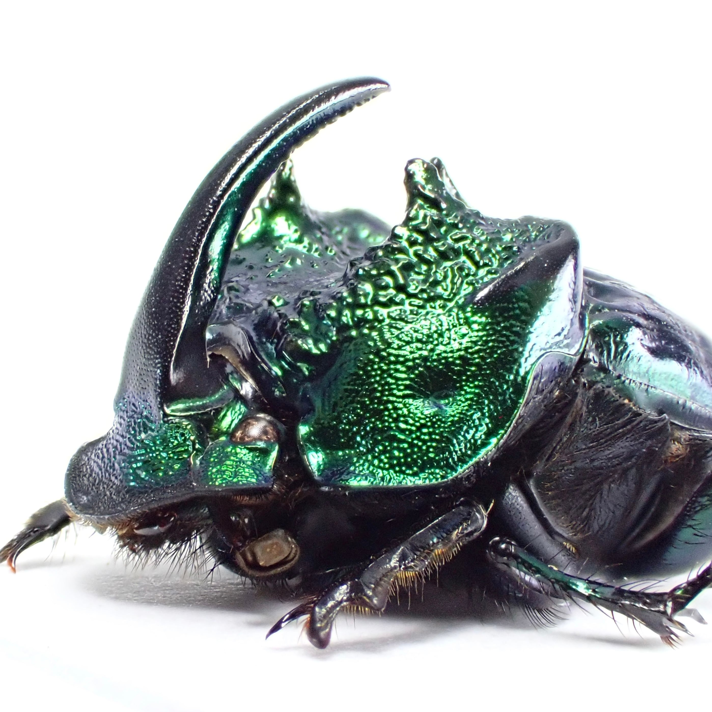 パラグアイ産センチコガネ 15mm 工場 パラグアイ産センチコガネ 15mm