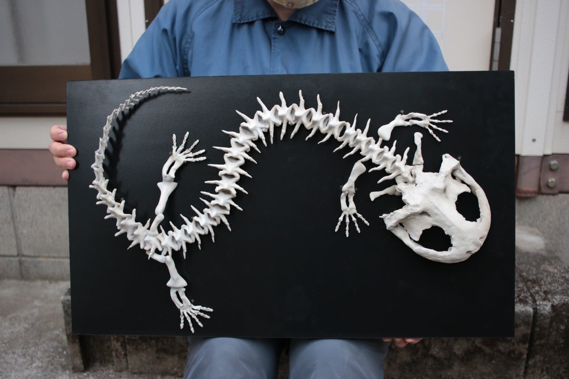 オオサンショウウオ 全身骨格模型 | アンフィ合同会社