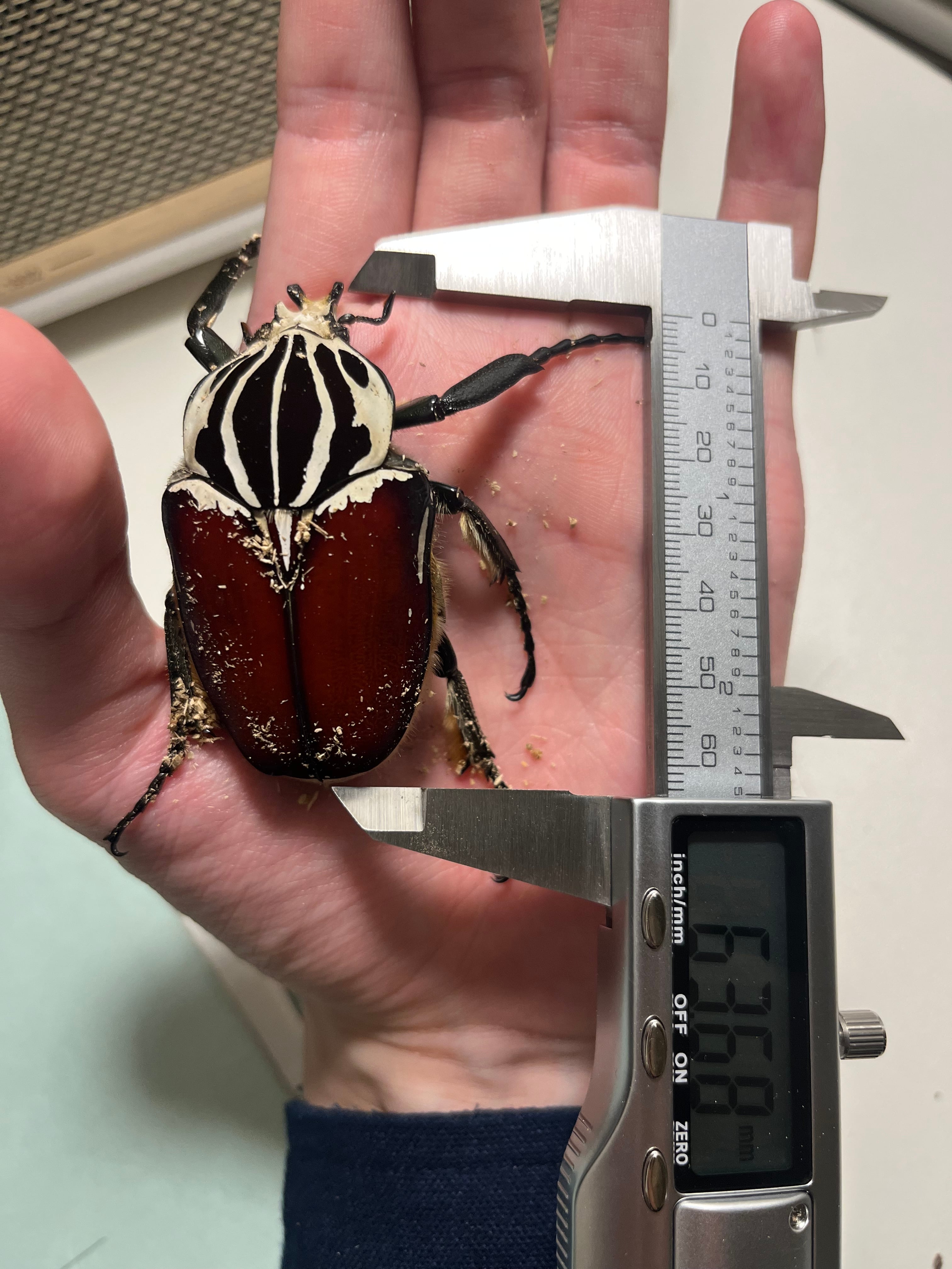 ピンク】カタモンゴライアスオオツノハナムグリ 78mm程♂標本甲虫昆虫