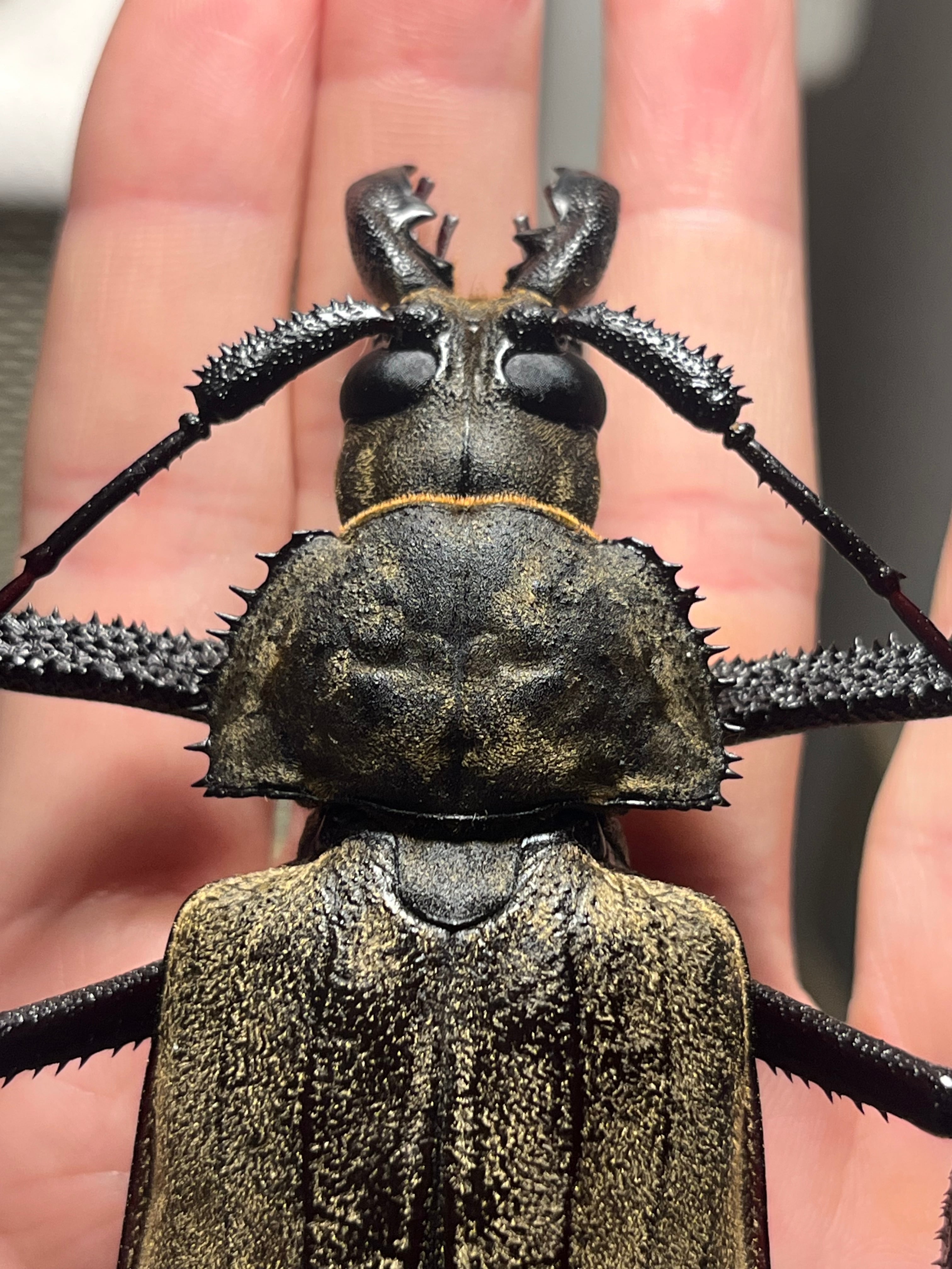 127mm】スジバネトゲフチオオウスバカミキリ ブルウスバカミキリ