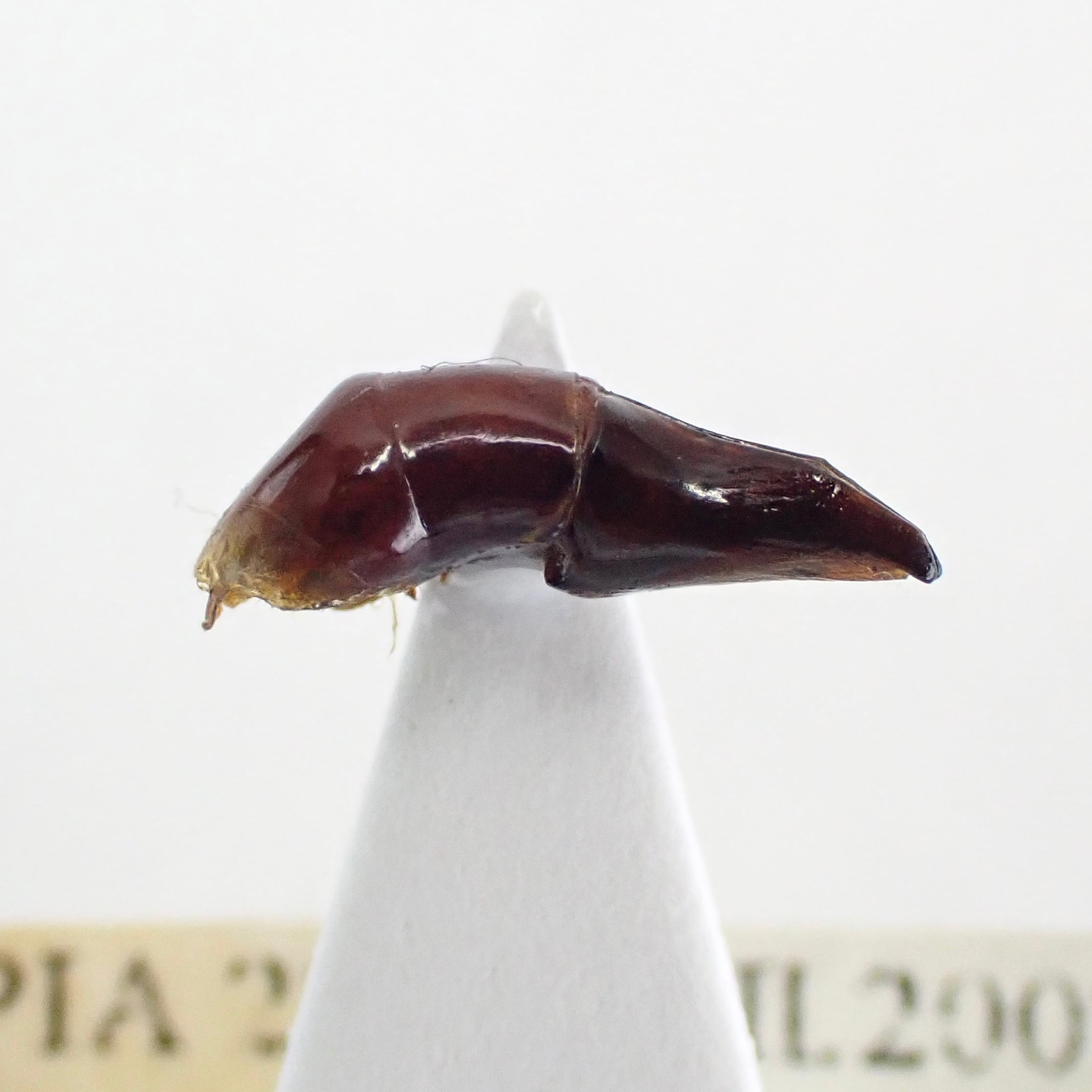 エチオピア産 Heliocopris densissa ♂♀ 35mm/38mm | 昆虫標本