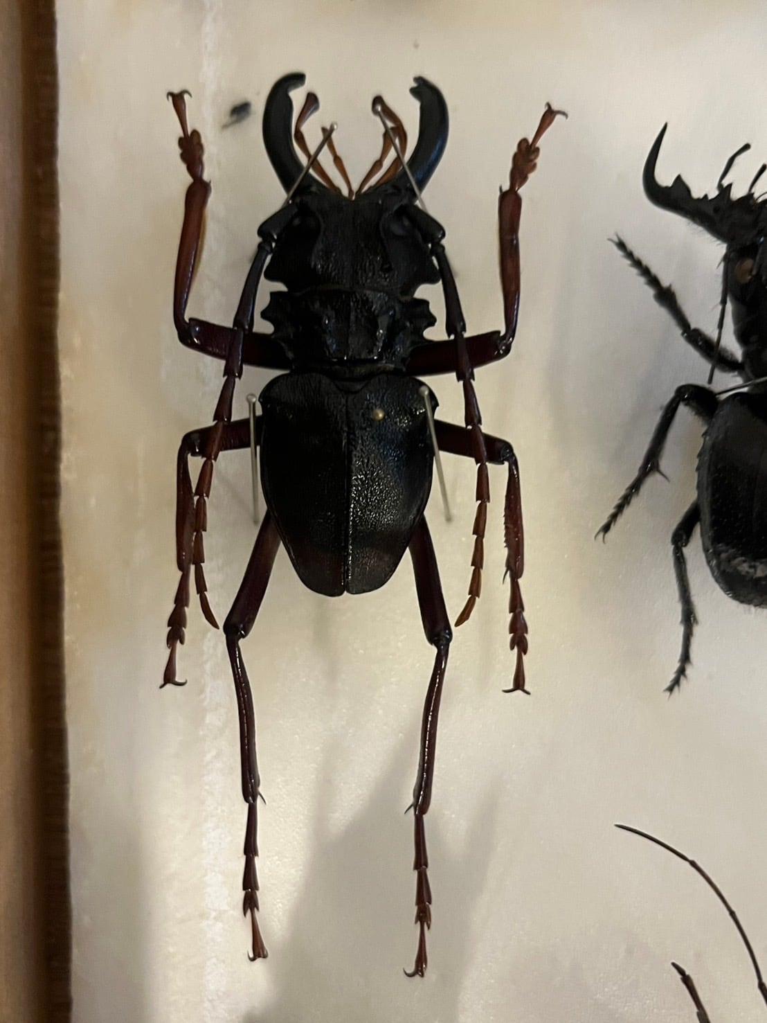 60mm】カシクスオニノコギリカミキリ昆虫標本甲虫ハムシサソリ