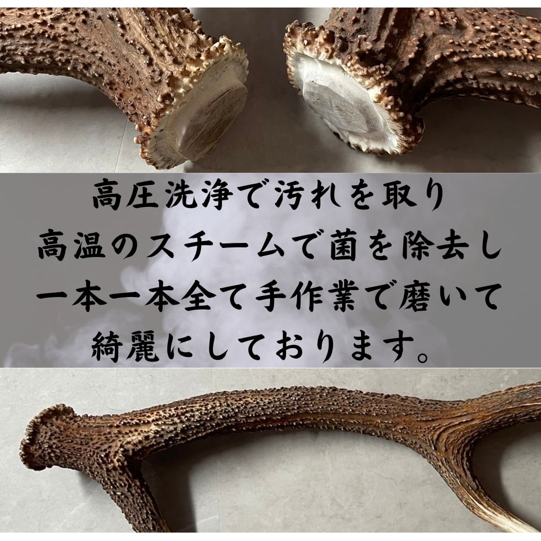 鹿の角 約20本 【公式通販】