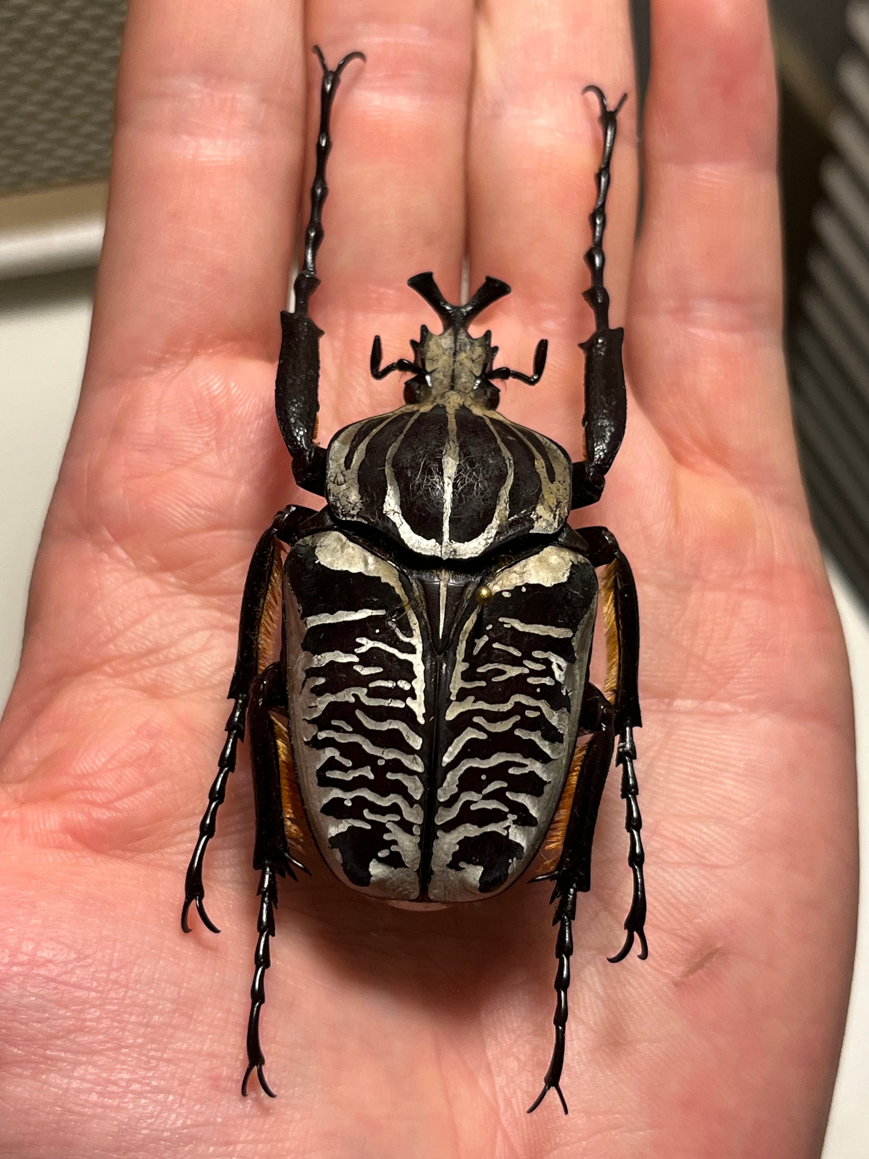 注文 甲虫 標本 ゴライアスオオサマオオツノハナムグリ 甲虫 標本