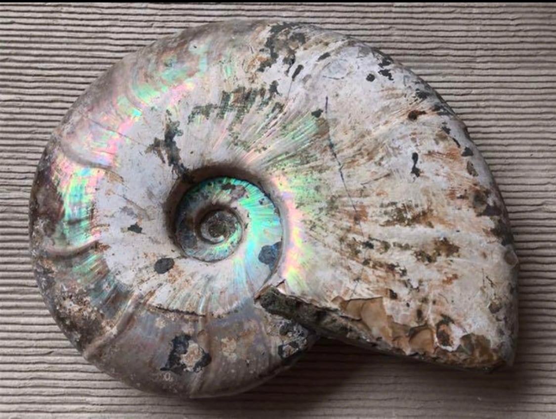 マダガスカル産 アンモナイト化石青（ビューダンティセラス