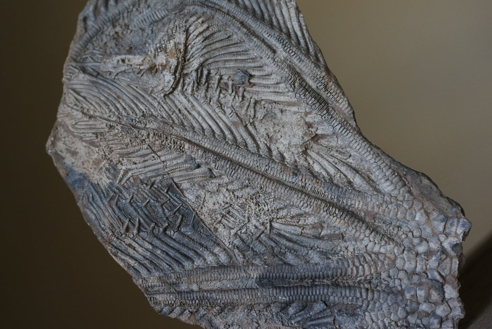 ウミユリ化石 Crinoid Fossil 3 | 叙景 jokei