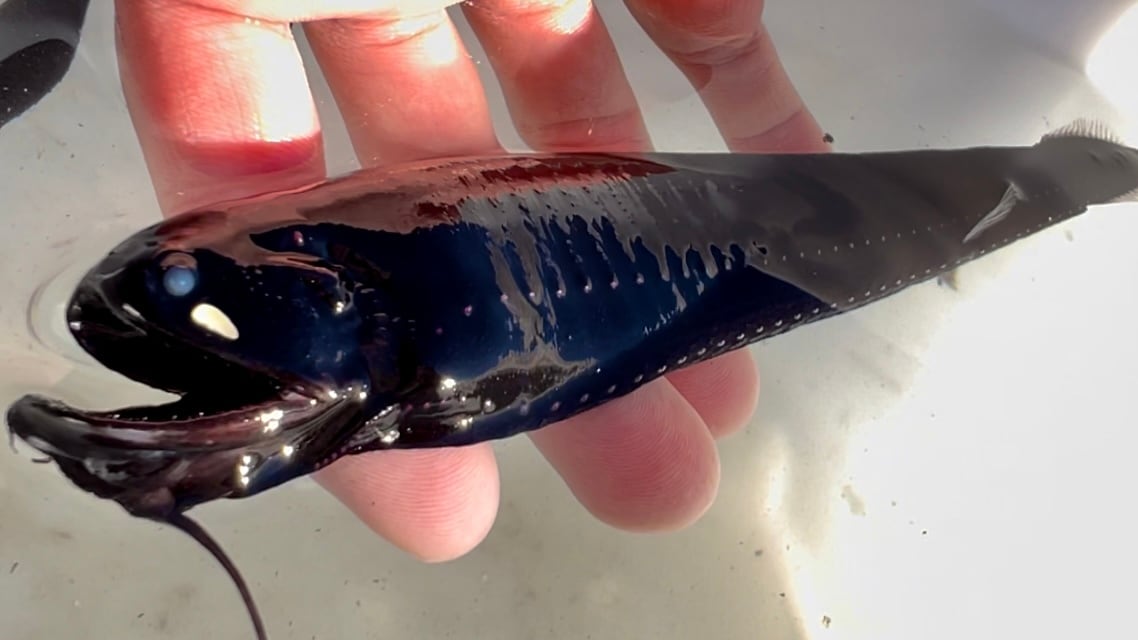 深海魚ホテイエソ標本 | あらかわちゃんねるオンラインショップ