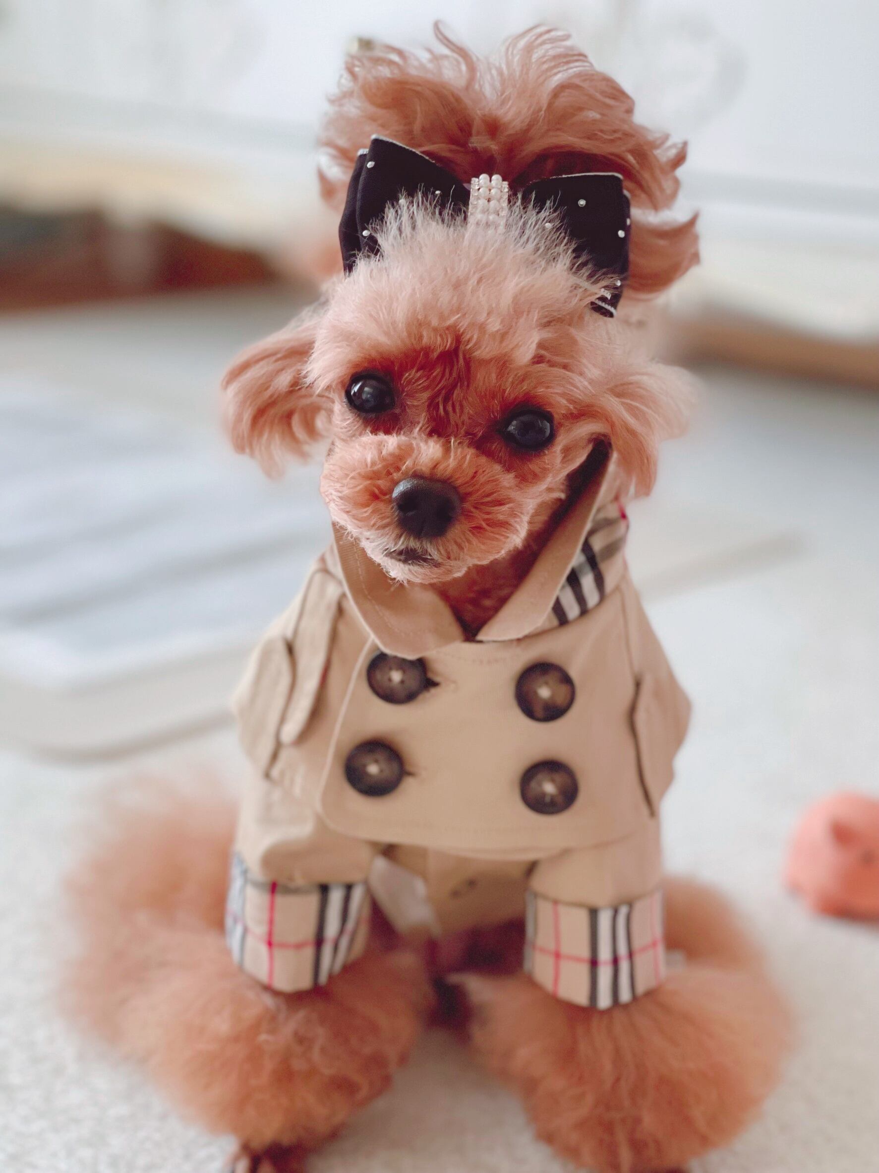 フィフィ&ロメオFifi & Romeo ドッグ アクセサリーチャーム