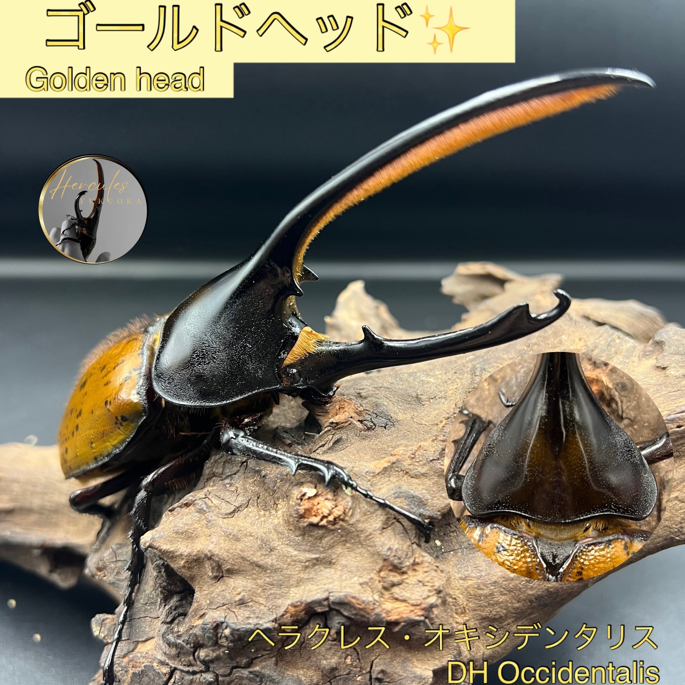 ゴールドヘッド✨〉ヘラクレス・オキシデンタリス♂単143mm/【Golden