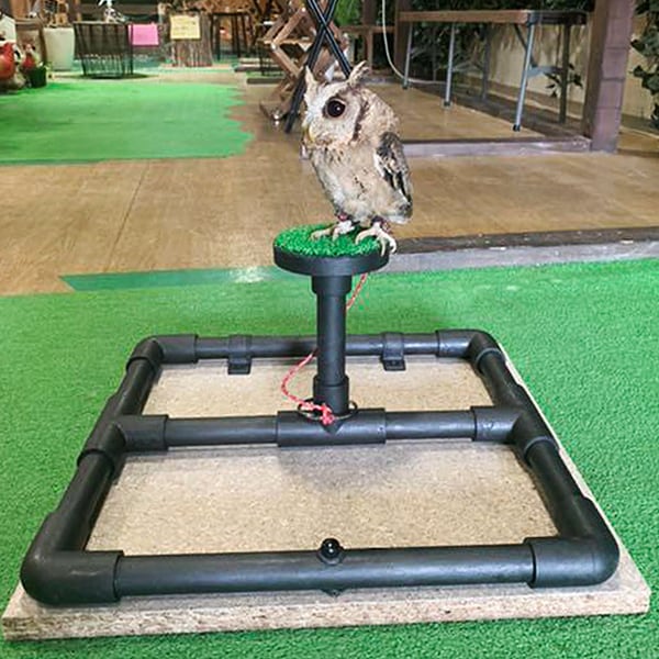 猛禽類 ファルコンブロック バーチ