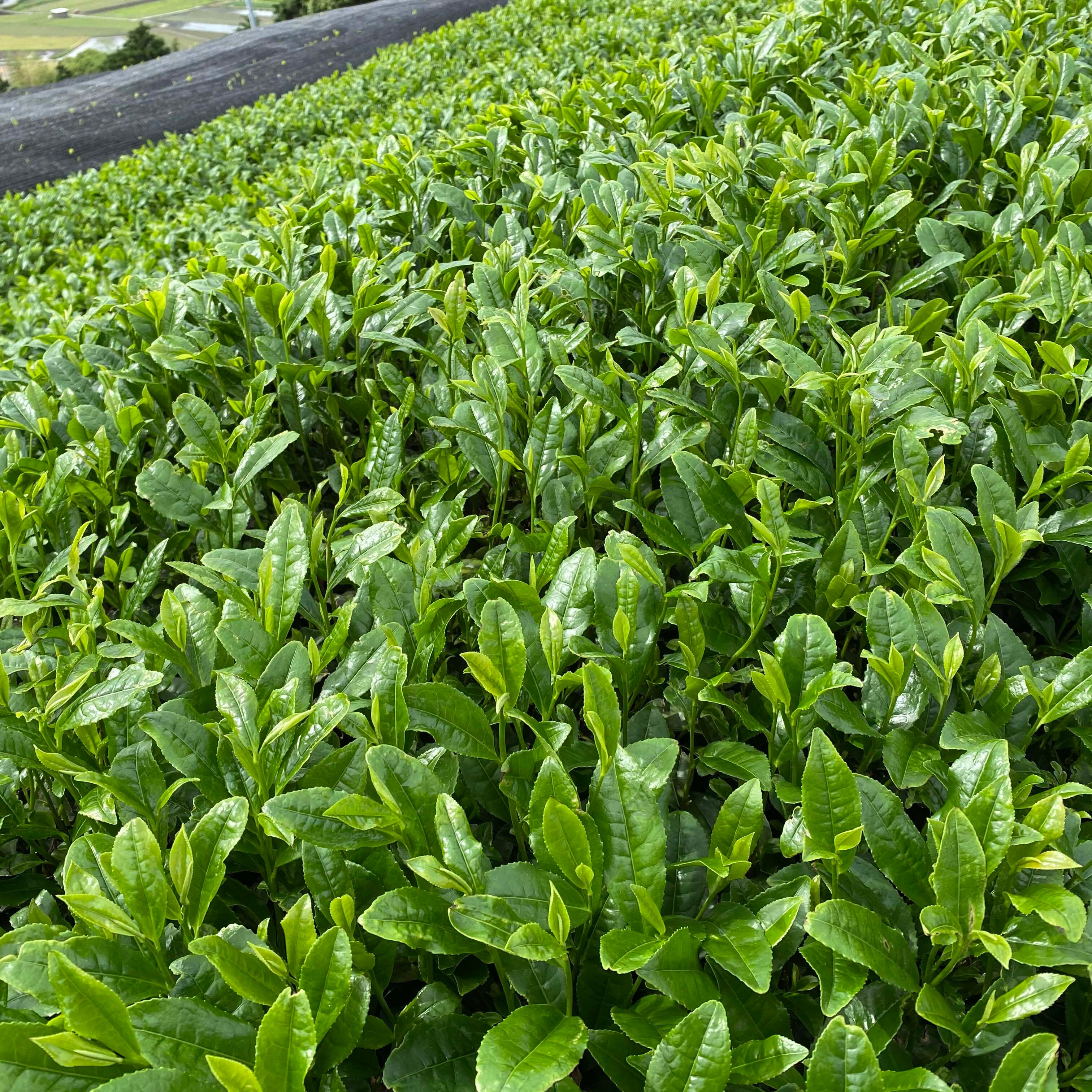 特上《抹茶》さみどり 15g （和束町原山産 一番茶/石臼挽き100