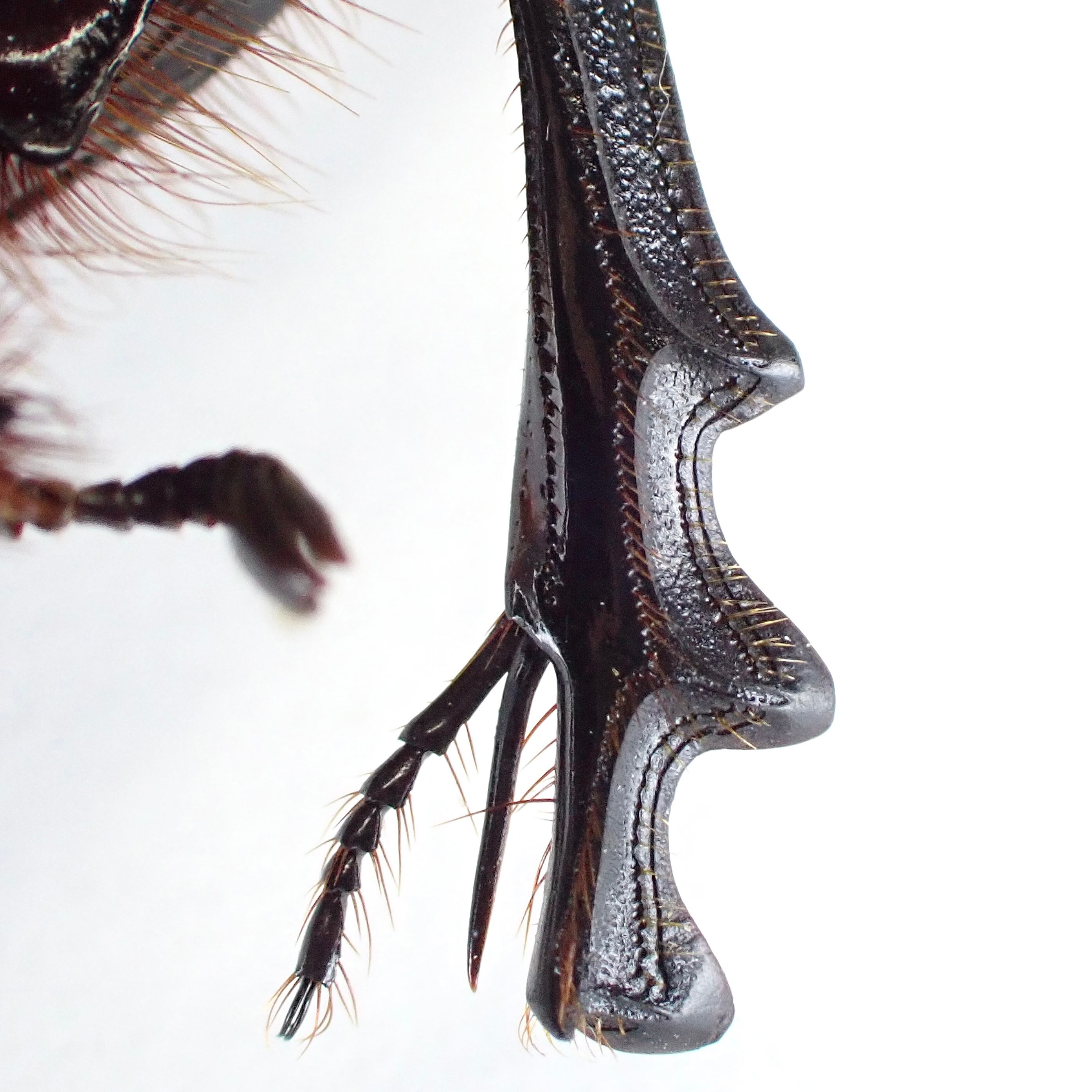 エチオピア産 Heliocopris hermes ♂ 35mm XL | 昆虫標本 Diggers