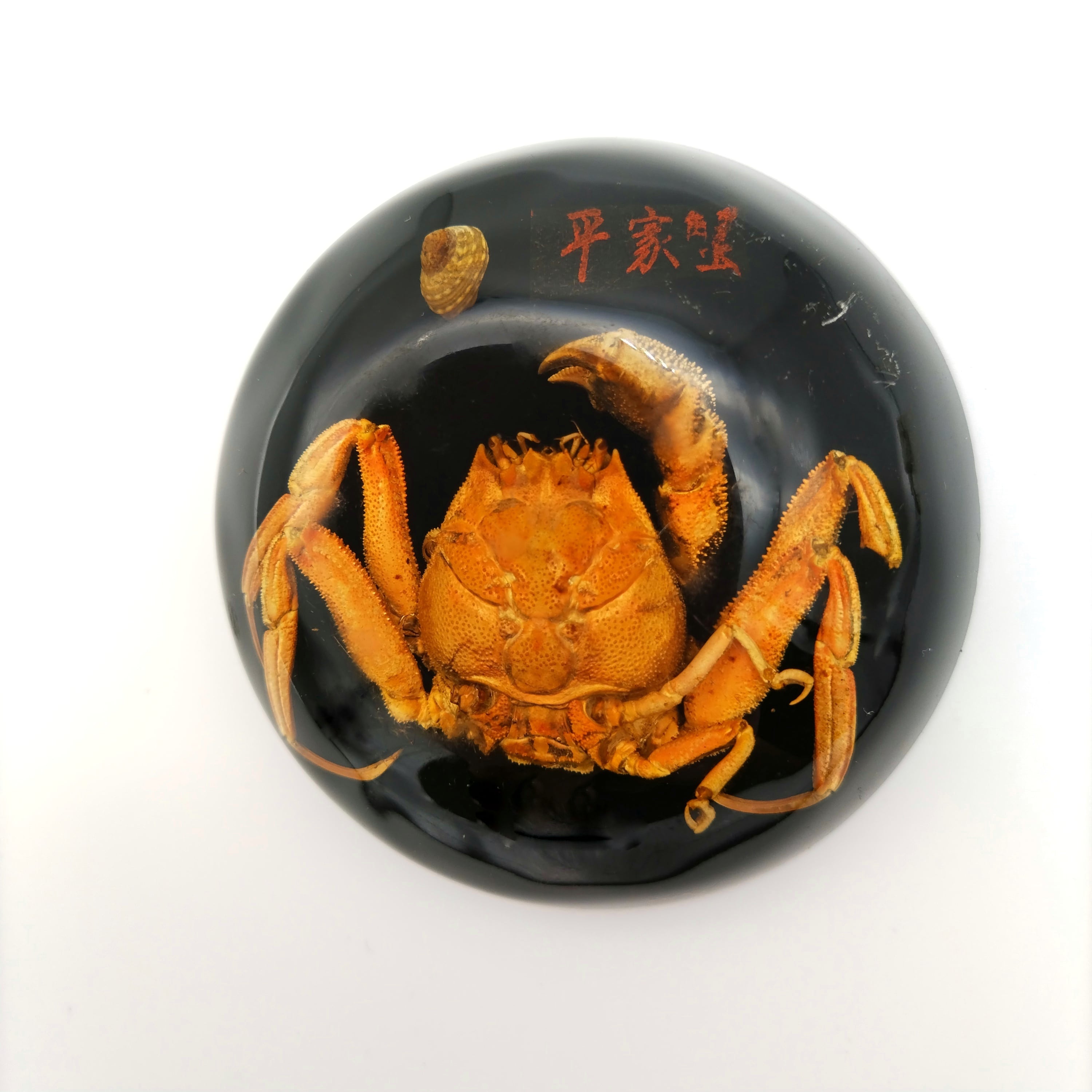 平家蟹の置物 | マジカル商店