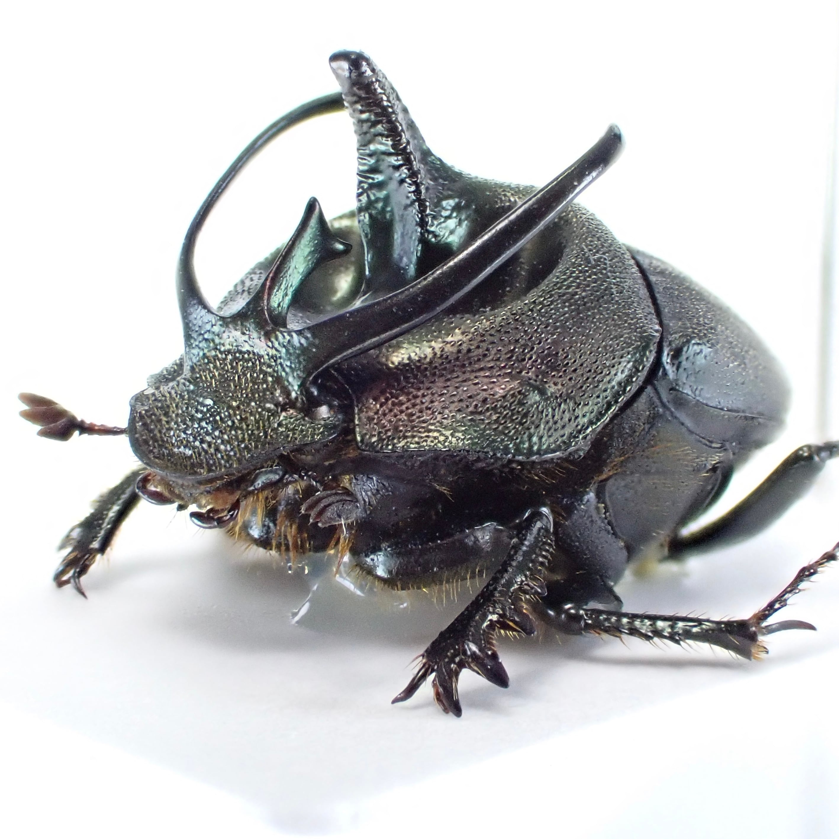 タンザニア産 タンザニアヒラズハナムグリ ペア 39-43mm タンザニア産