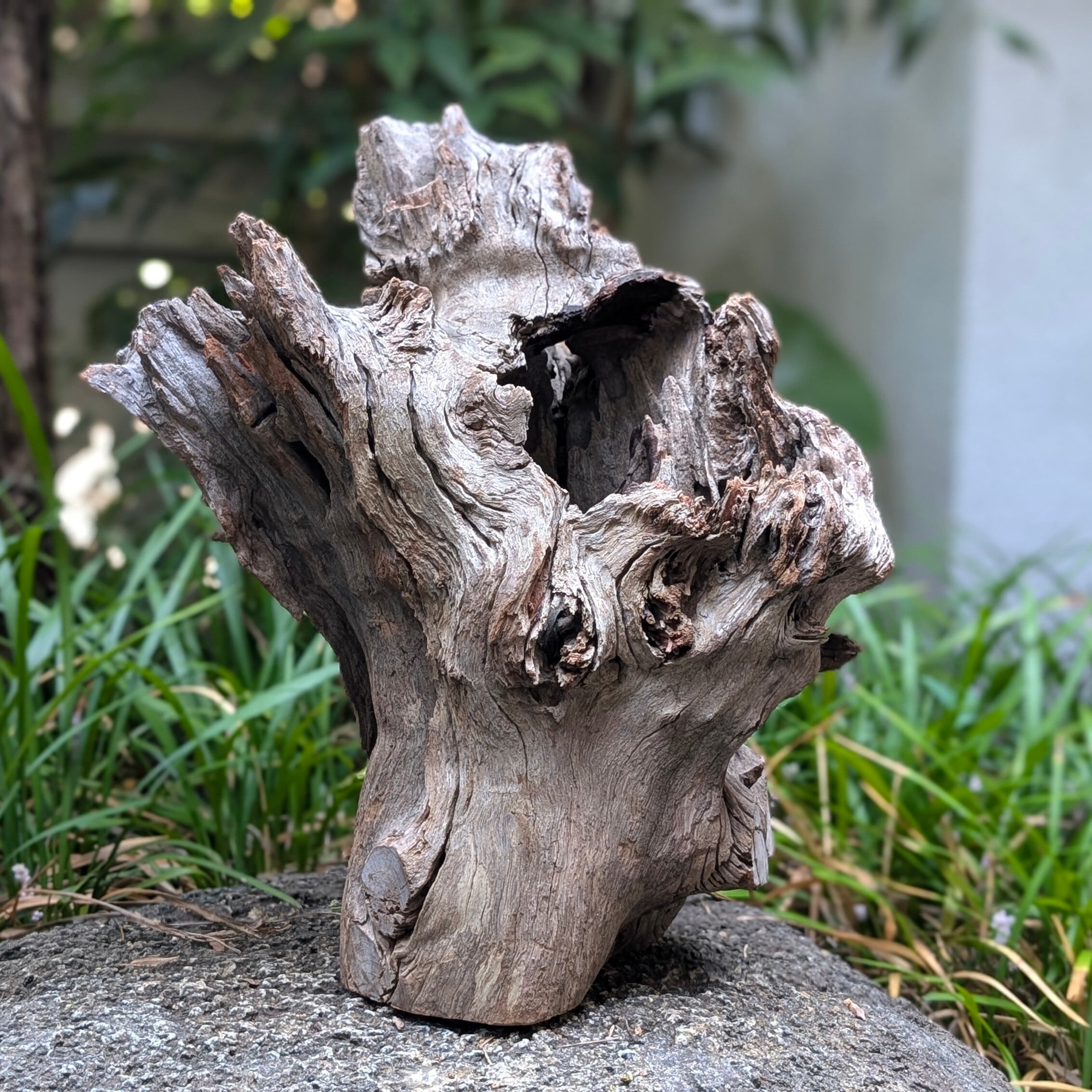 プレミアムスタンプウッド【PSW004】流木 水槽 アクアリウム 熱帯魚