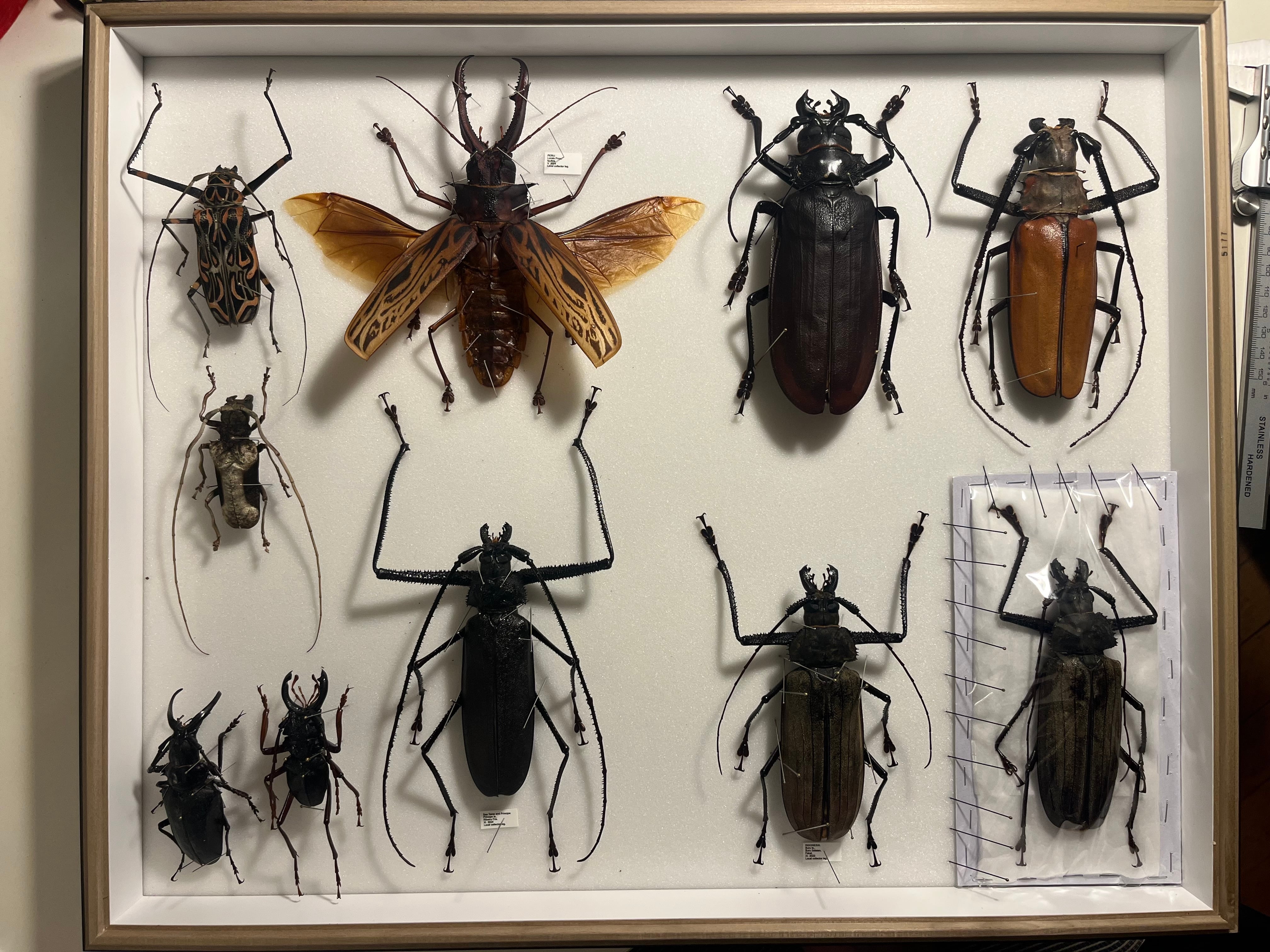 123mm】スジバネトゲフチオオウスバカミキリ ブルウスバカミキリ