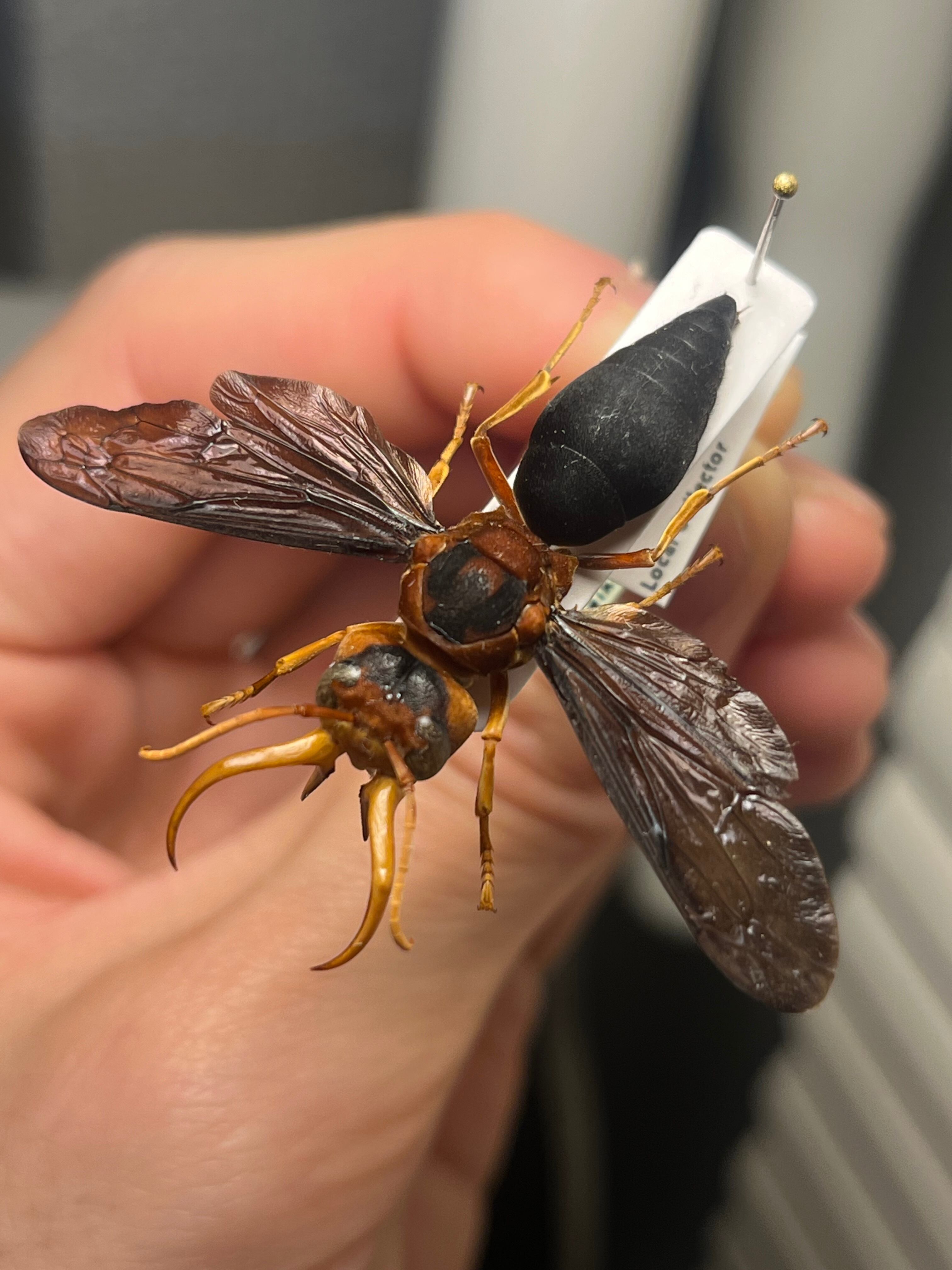 極美展足】オオキバドロバチ タランチュラホーク バードイータームカデ