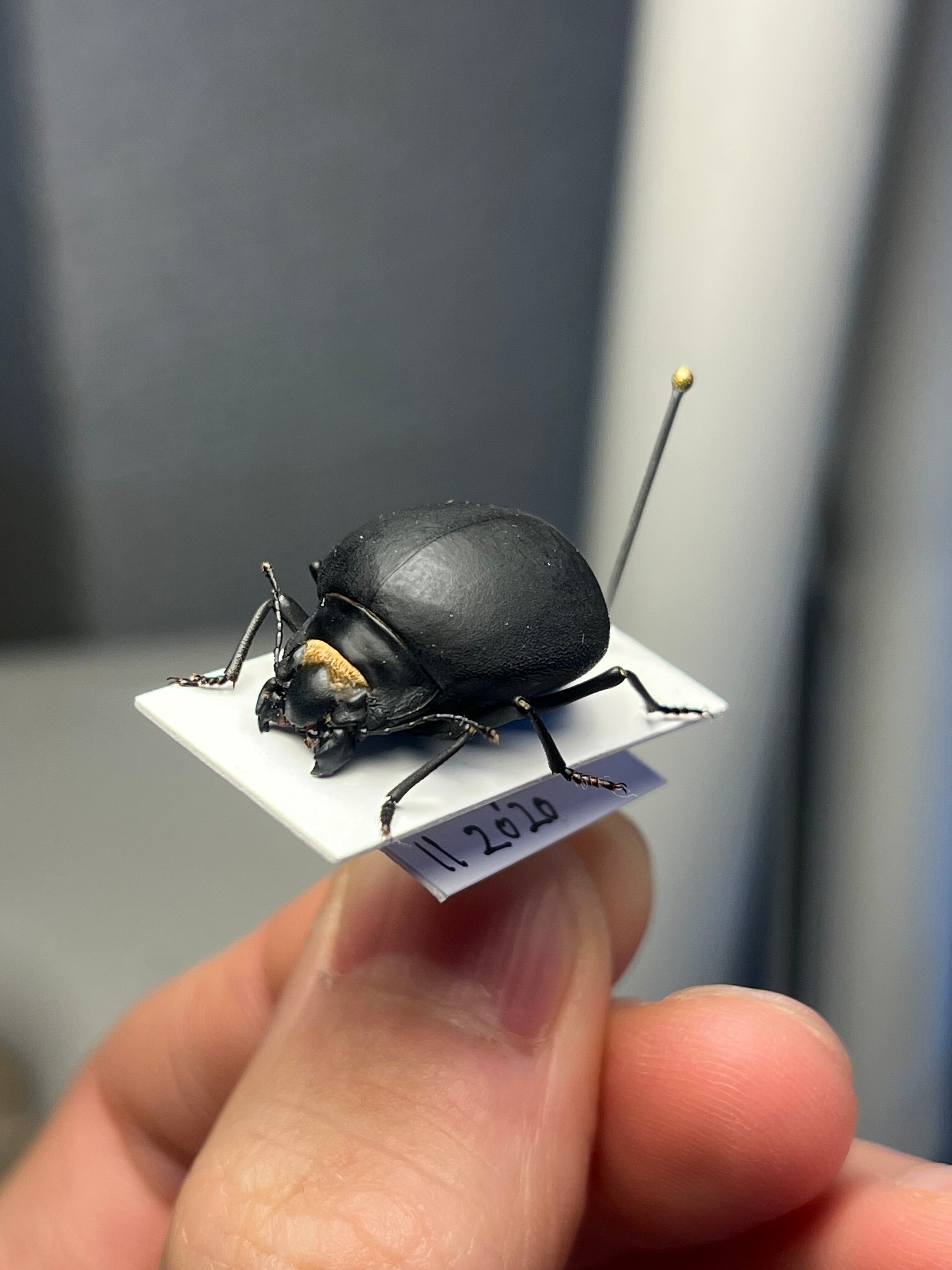 21mm】シロマダラコブゴミムシダマシ 昆虫標本 Zopherus nodulosus