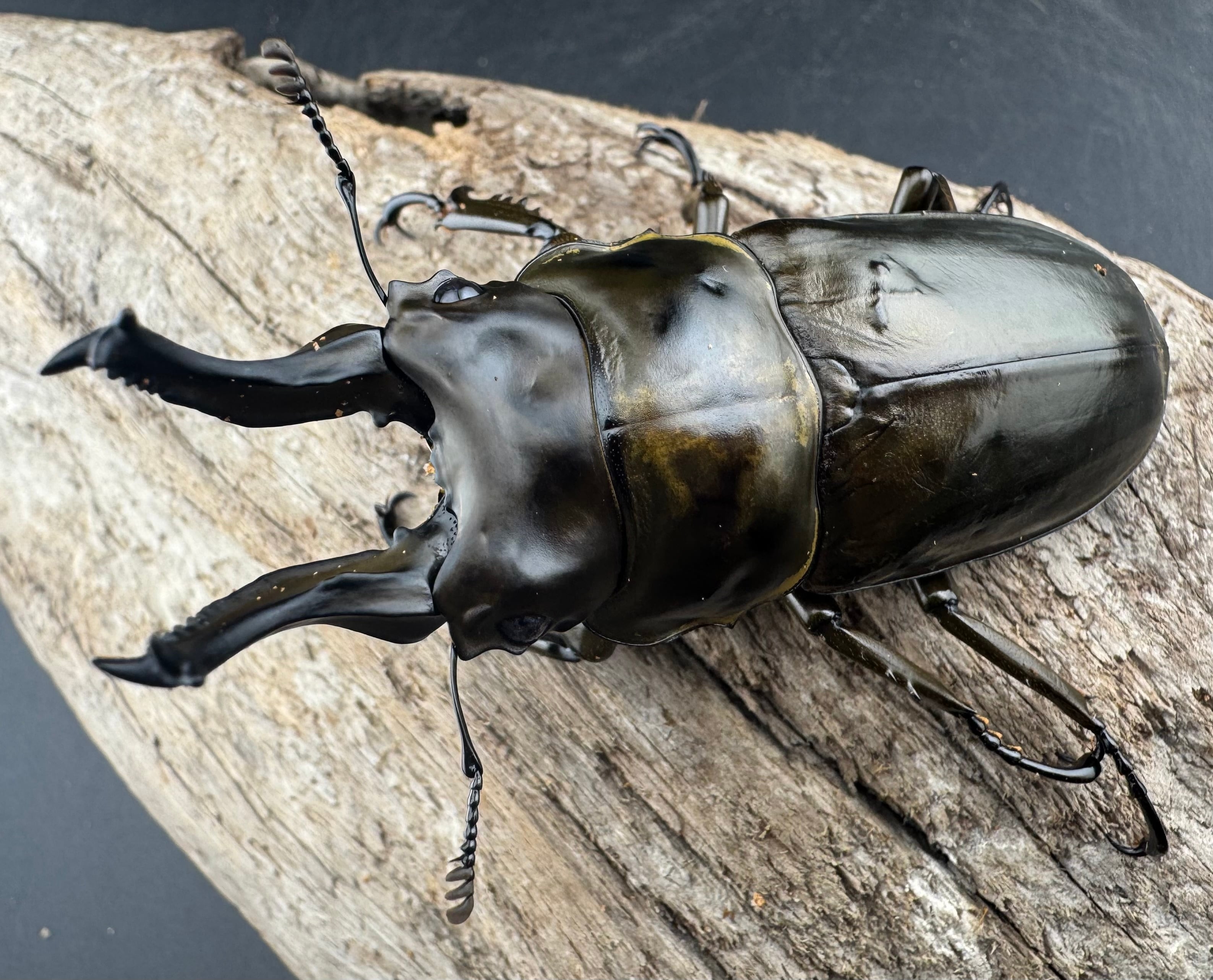 F0】大型《ローゼンベルグオウゴンオニクワガタ 75.5mm ペア》 | KPW