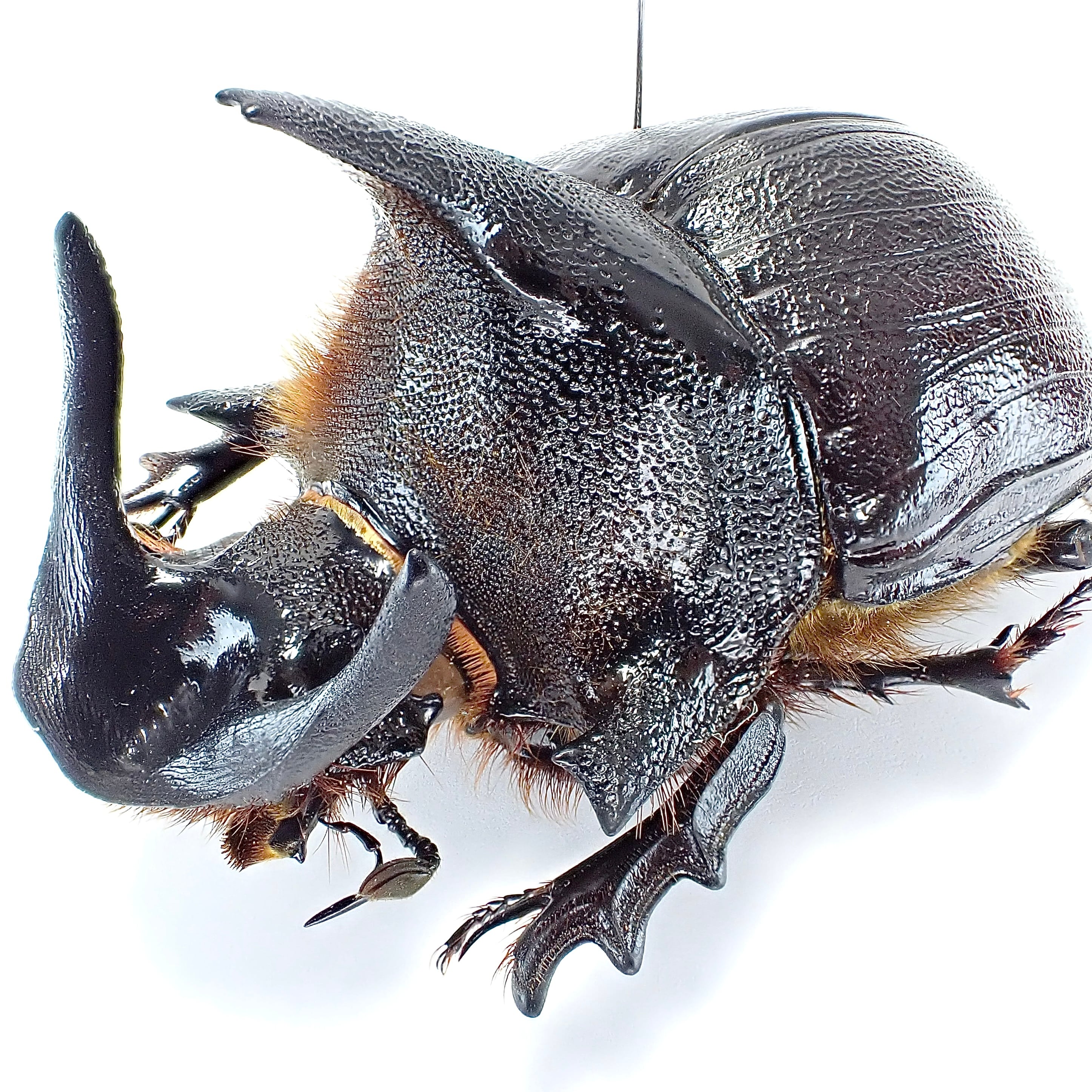 ザンビア産 Heliocopris andersoni ♂♀ 56mm/52mm XXL | 昆虫標本