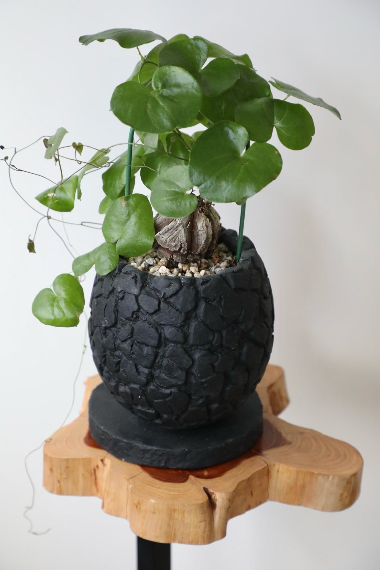 GIRUVI Dioscorea Elephantipes 亀甲竜 S亀甲竜⁄Dioscorea